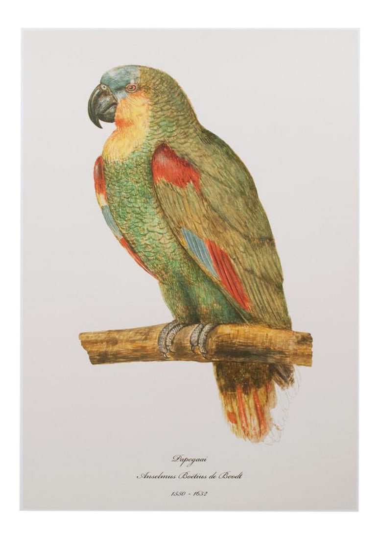 After 1590s Parrot by Anselmus Boetius De Boodt, XL Print (1 of 7)