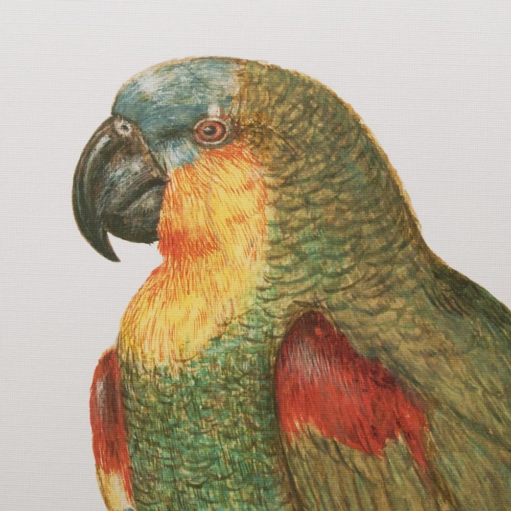 After 1590s Parrot by Anselmus Boetius De Boodt, XL Print - 3