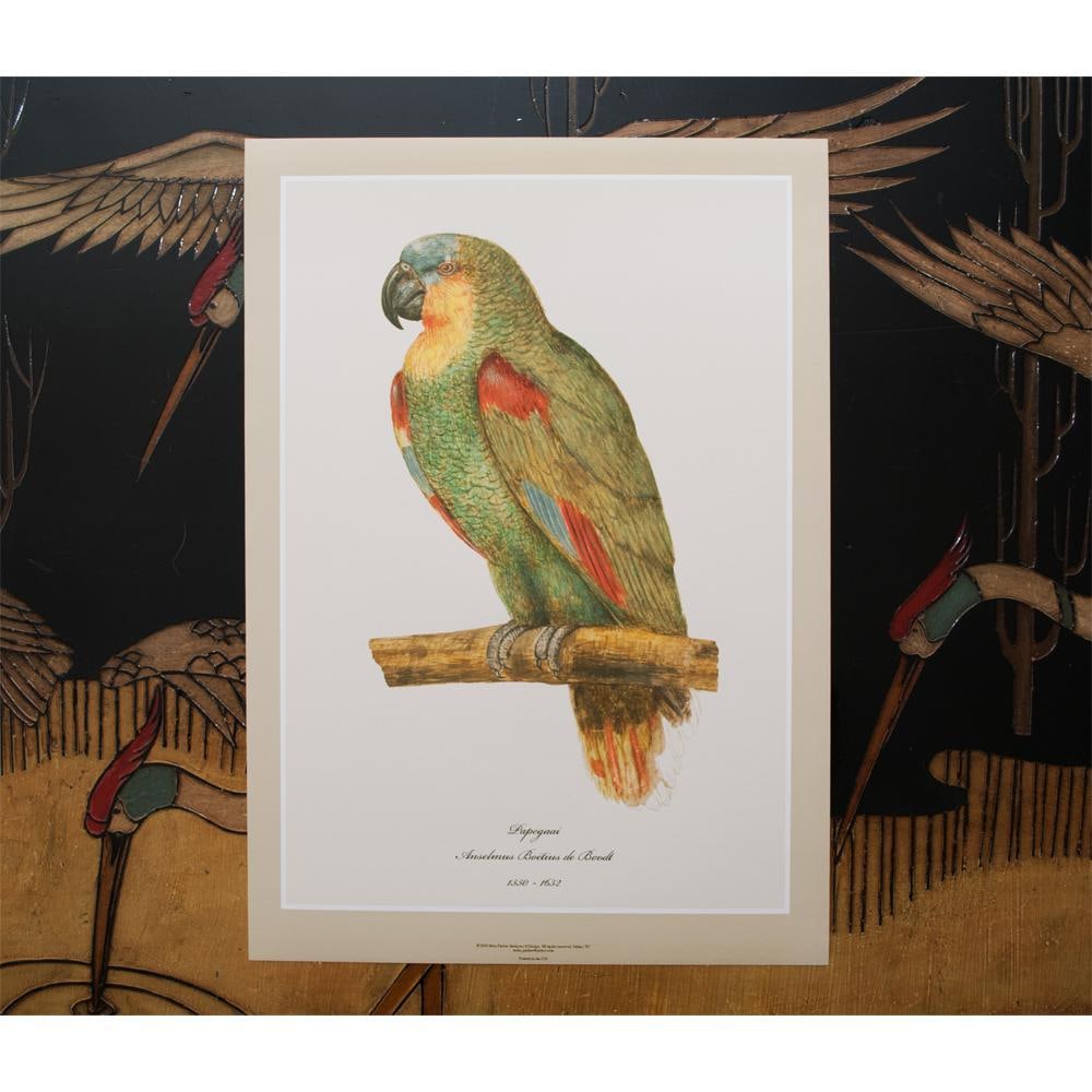 After 1590s Parrot by Anselmus Boetius De Boodt, XL Print - 6