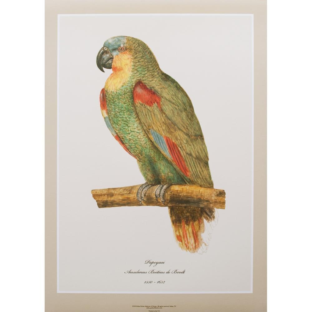 After 1590s Parrot by Anselmus Boetius De Boodt, XL Print - 7