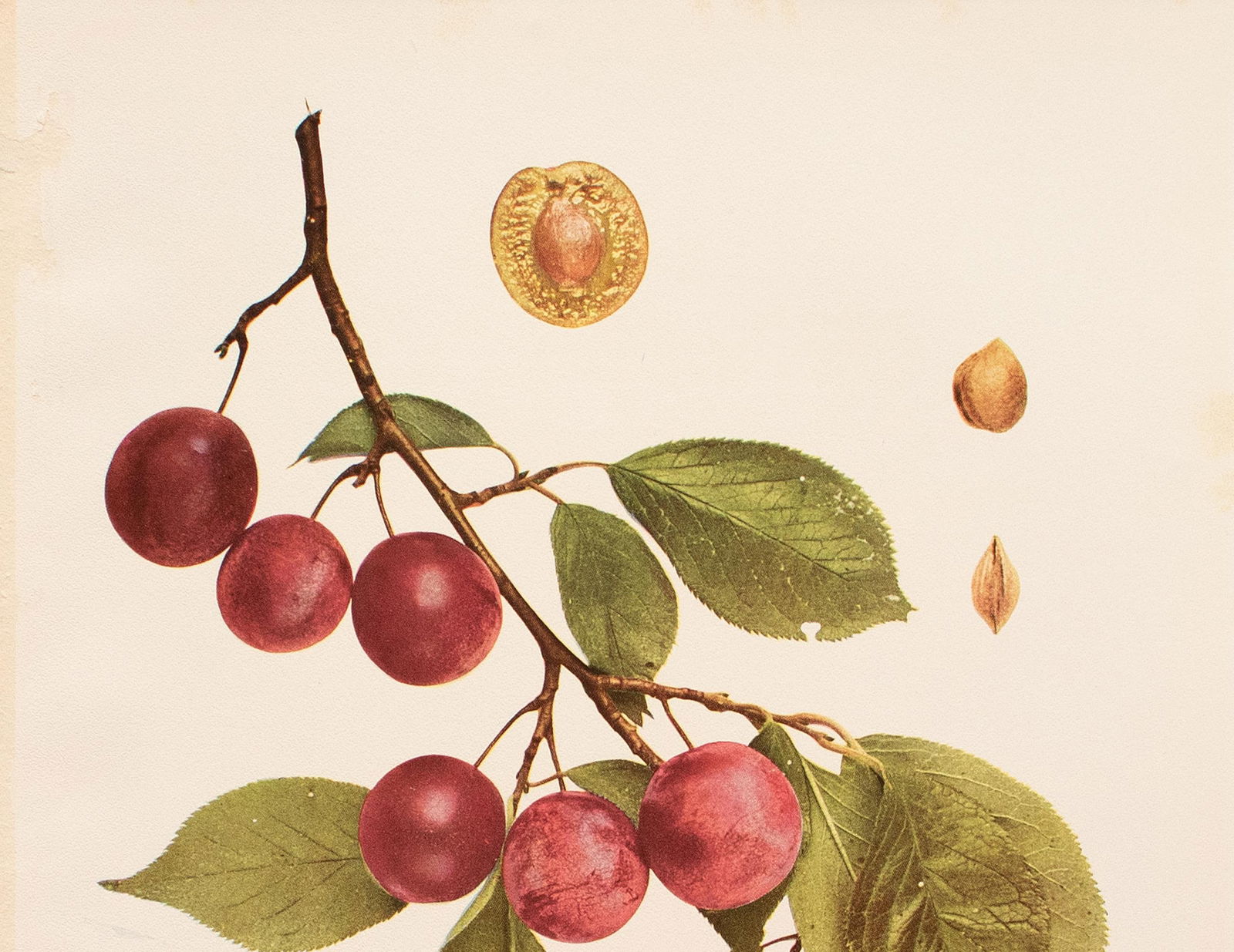 1900s U. P. Hedrick, Original Antique Photogravure of Wolf Plums - 3