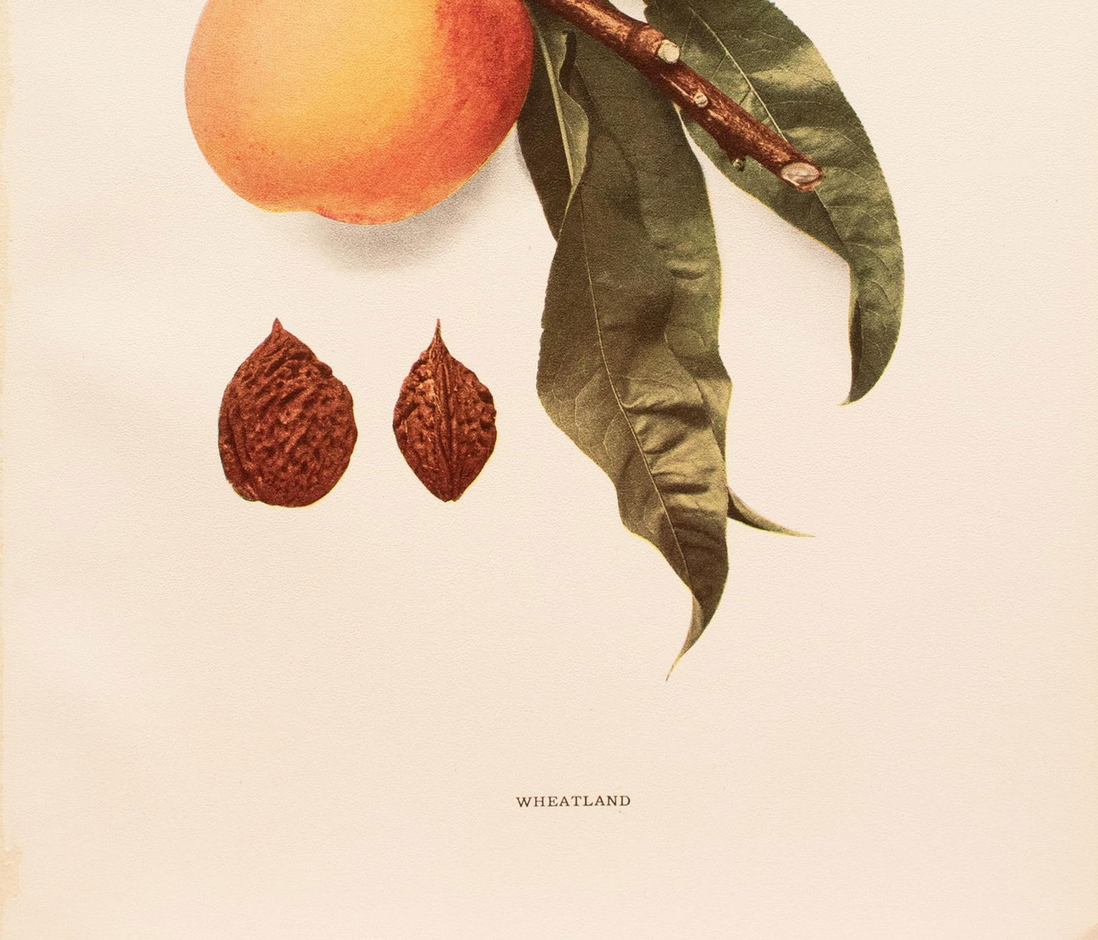 1900s U. P. Hedrick, Original Antique Photogravure of Wheatland Peaches - 4