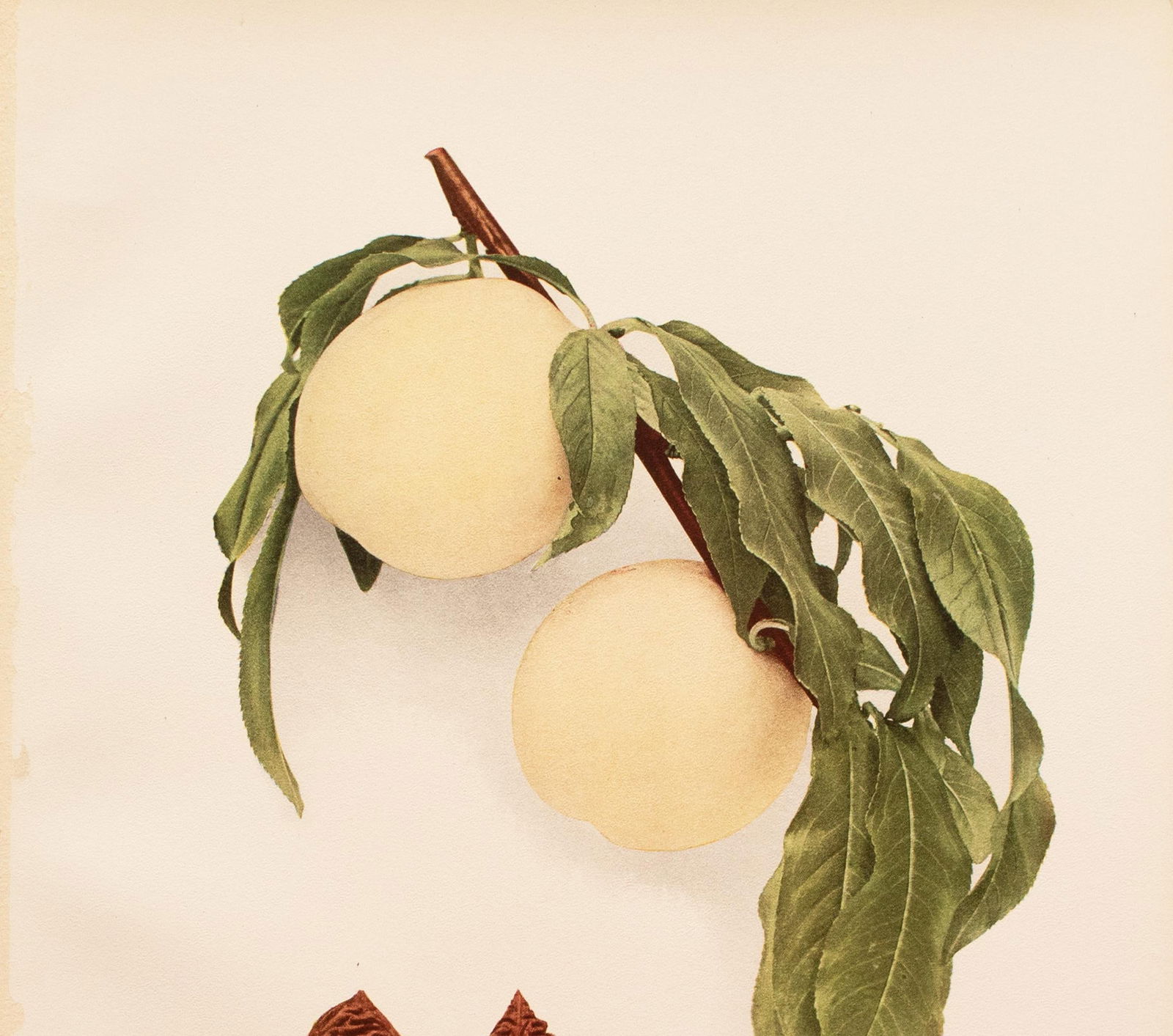 1900s U. P. Hedrick, Original Antique Photogravure of Summer Snow Peaches - 3