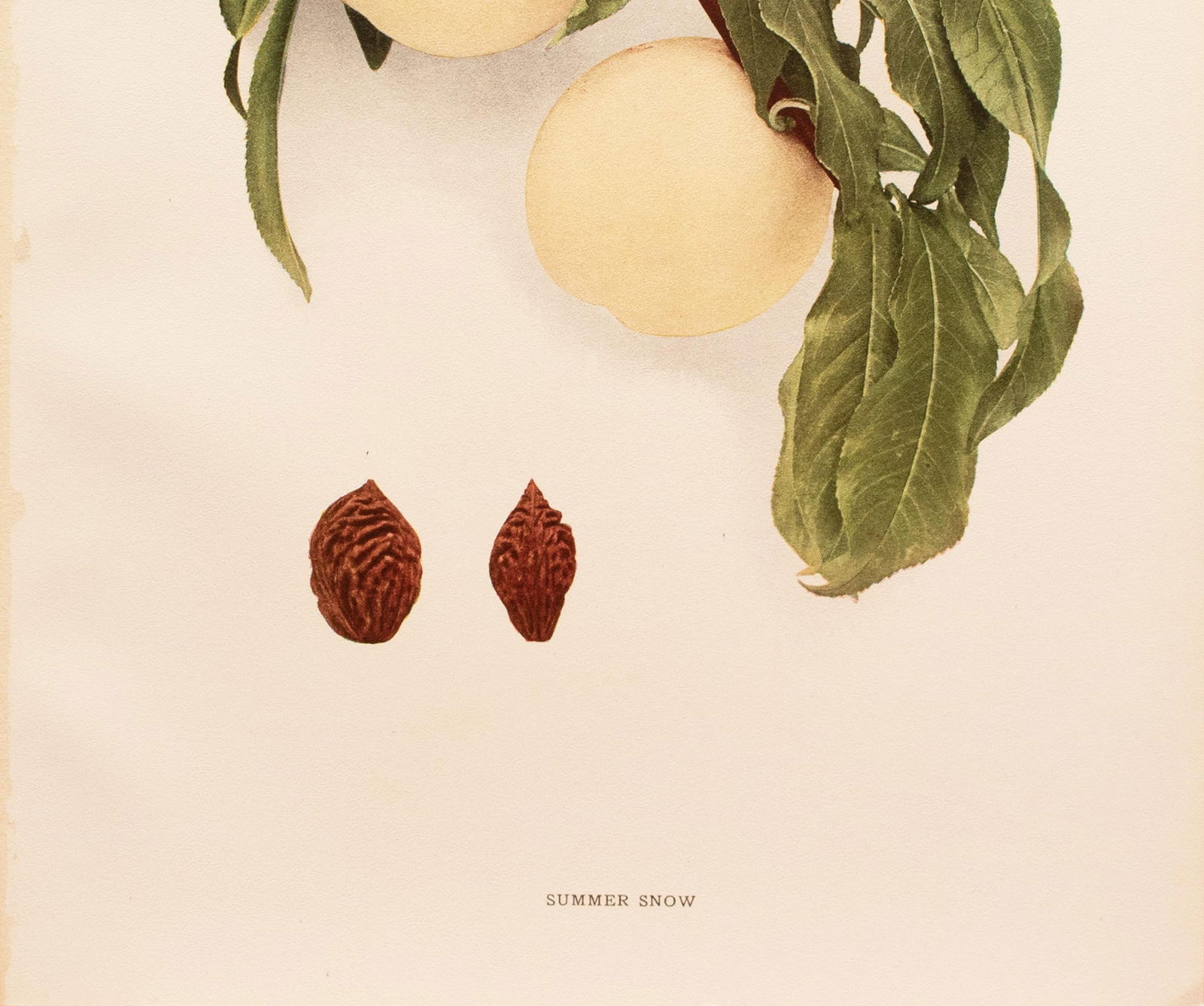 1900s U. P. Hedrick, Original Antique Photogravure of Summer Snow Peaches - 4