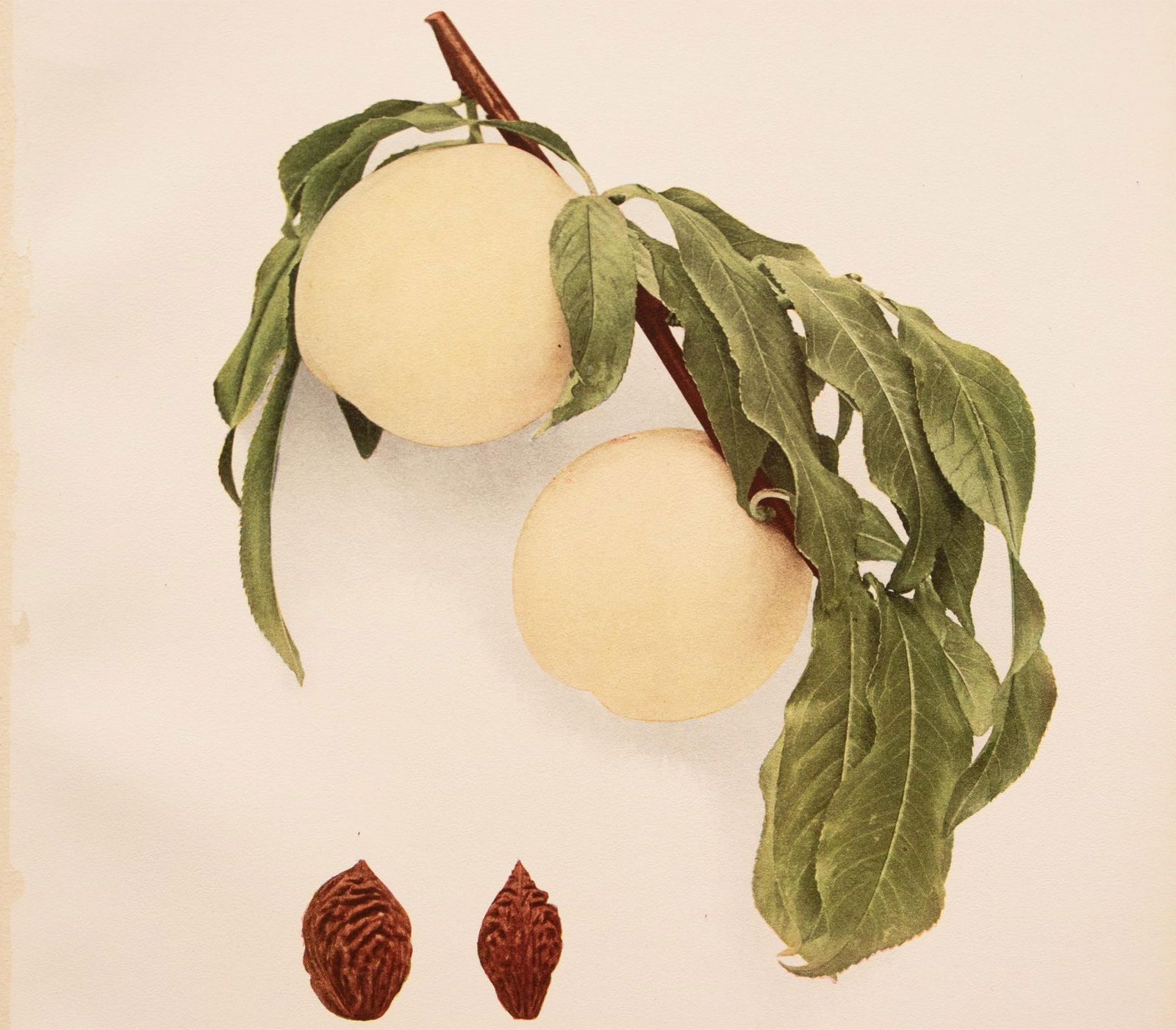 1900s U. P. Hedrick, Original Antique Photogravure of Summer Snow Peaches - 5