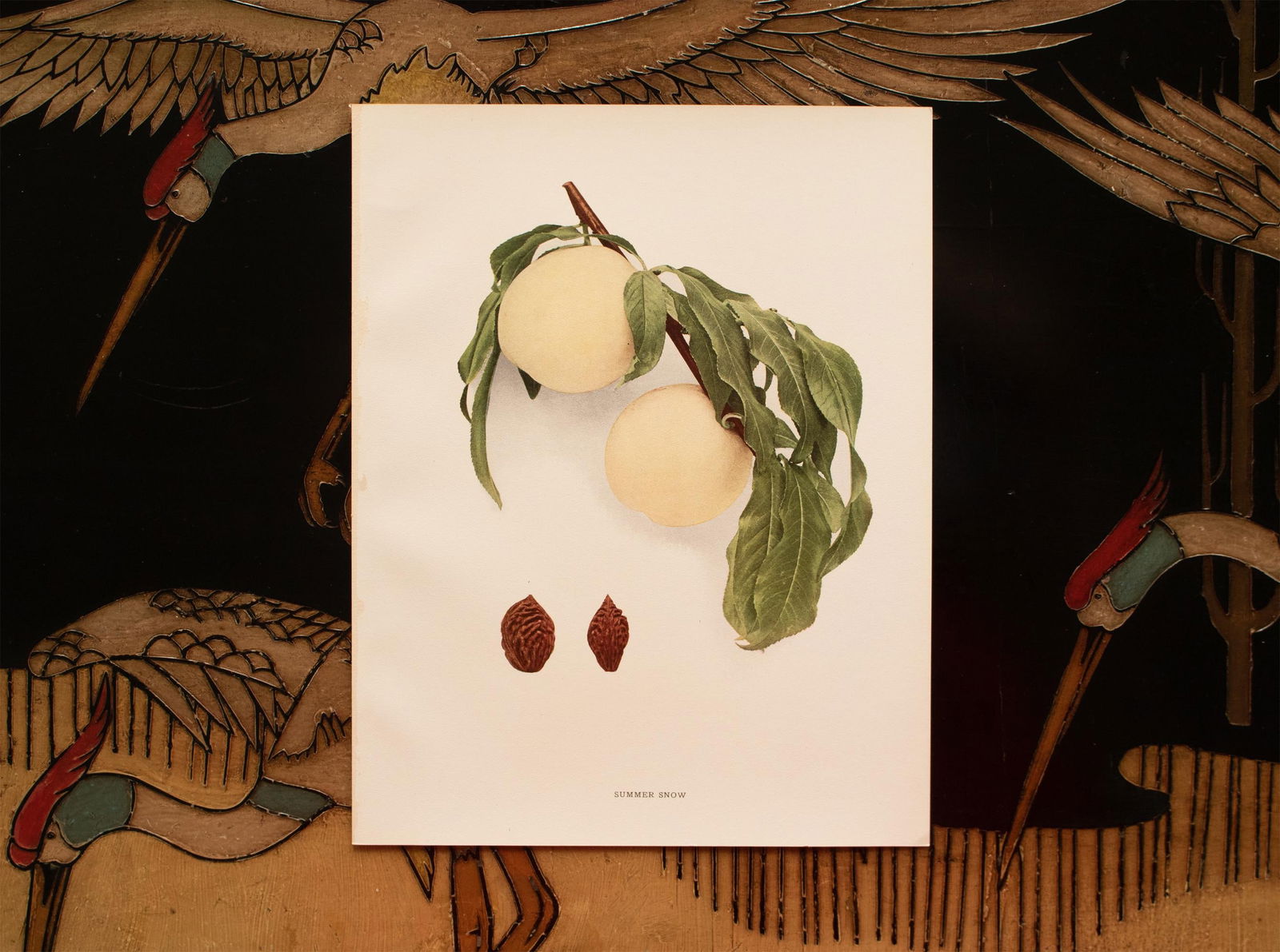 1900s U. P. Hedrick, Original Antique Photogravure of Summer Snow Peaches - 6