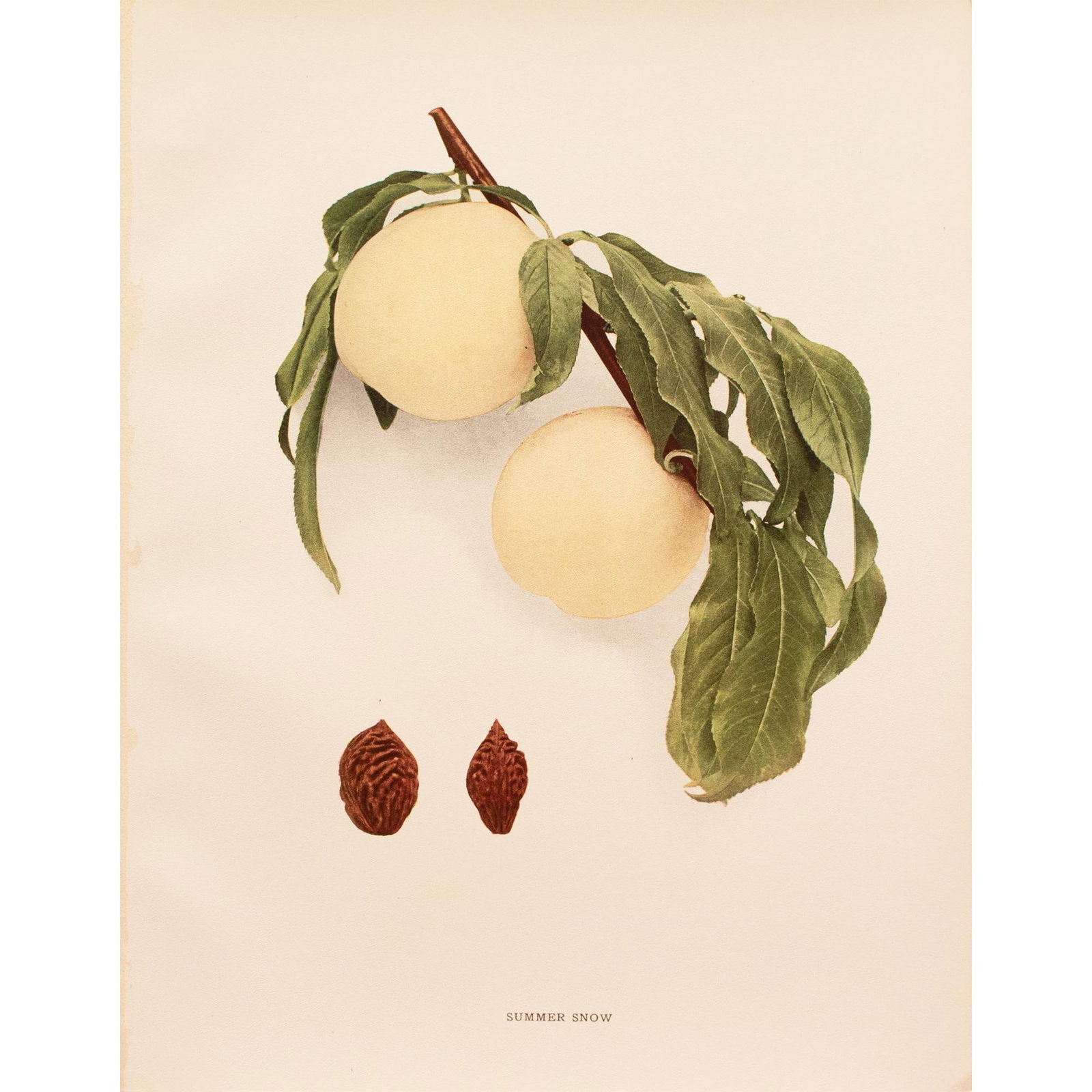 1900s U. P. Hedrick, Original Antique Photogravure of Summer Snow Peaches - 7