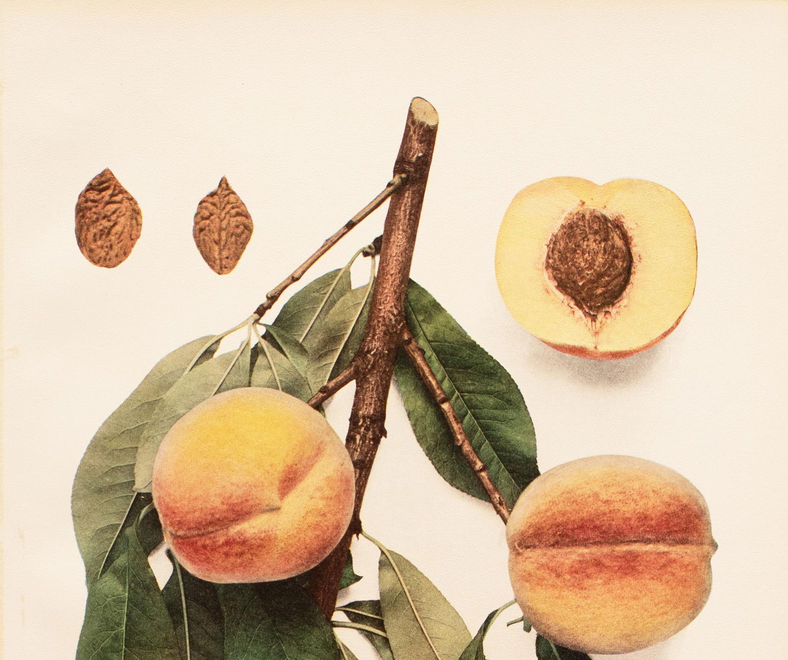 1900s U. P. Hedrick, Original Antique Photogravure of St. John Peaches - 3