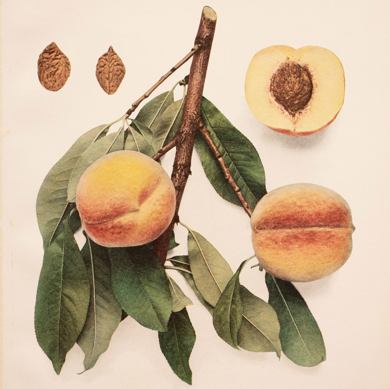 1900s U. P. Hedrick, Original Antique Photogravure of St. John Peaches - 5