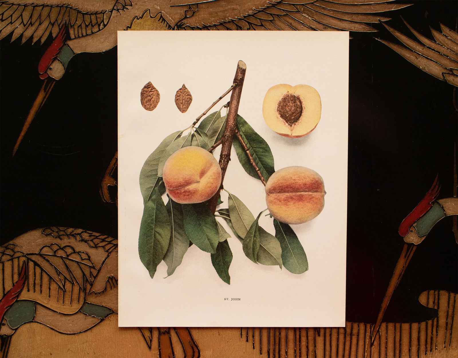 1900s U. P. Hedrick, Original Antique Photogravure of St. John Peaches - 6