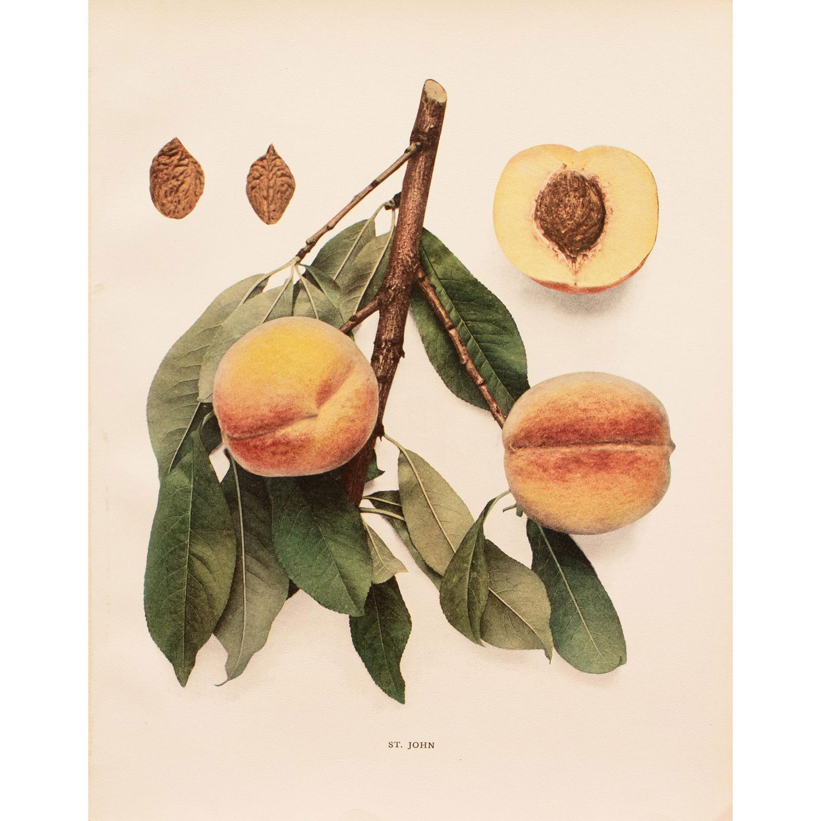 1900s U. P. Hedrick, Original Antique Photogravure of St. John Peaches - 7