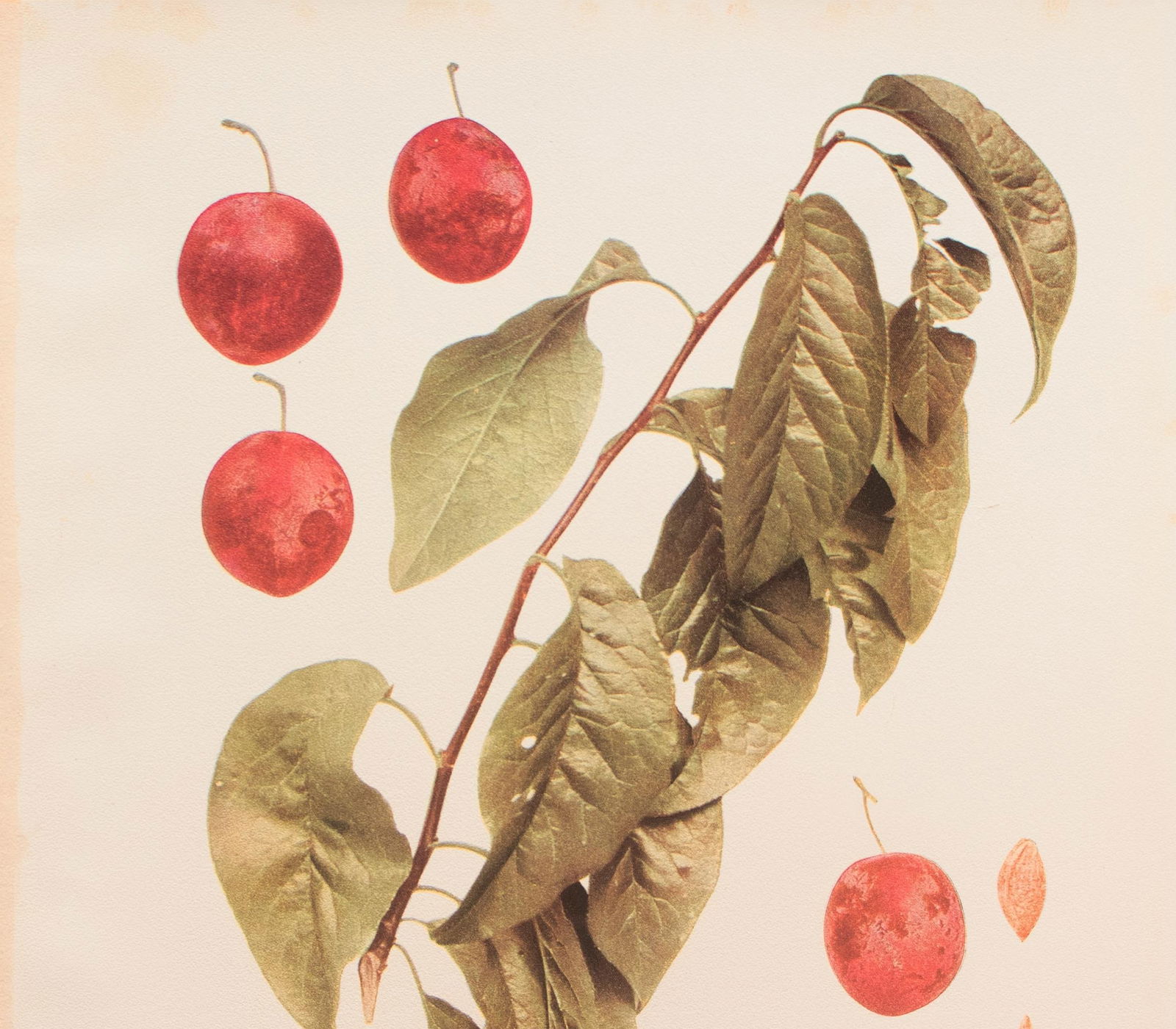 1900s U. P. Hedrick, Original Antique Photogravure of Wild Goose Plums - 2