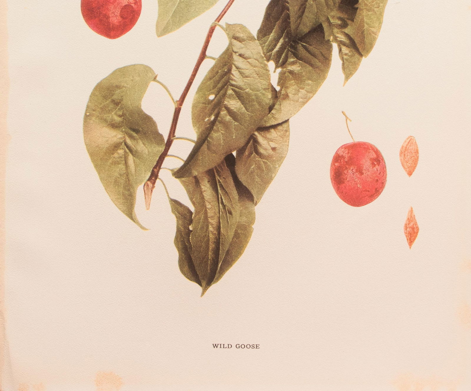 1900s U. P. Hedrick, Original Antique Photogravure of Wild Goose Plums - 3