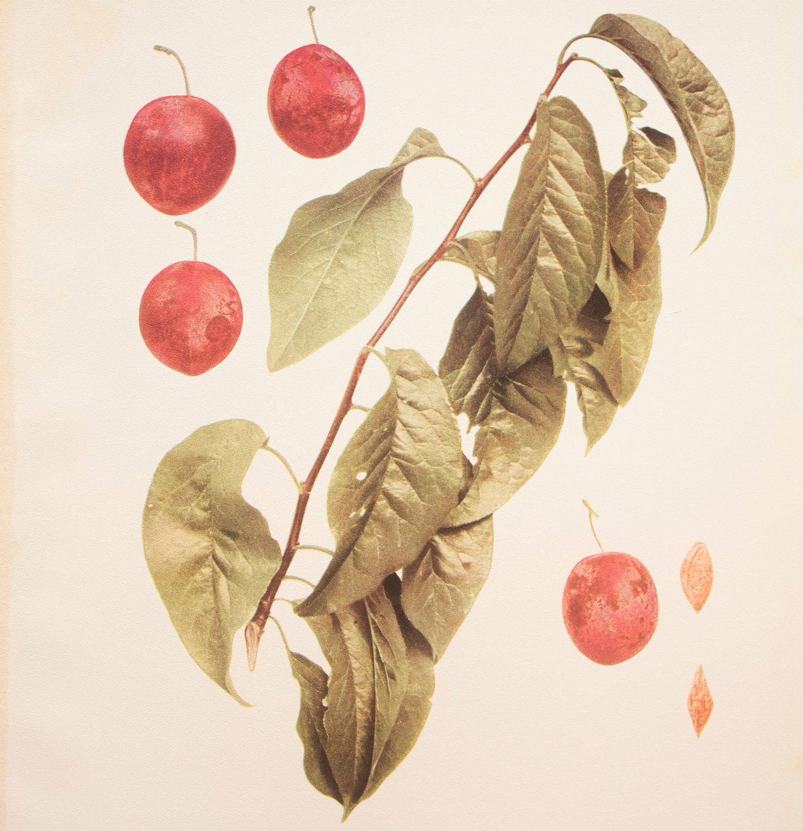 1900s U. P. Hedrick, Original Antique Photogravure of Wild Goose Plums - 4