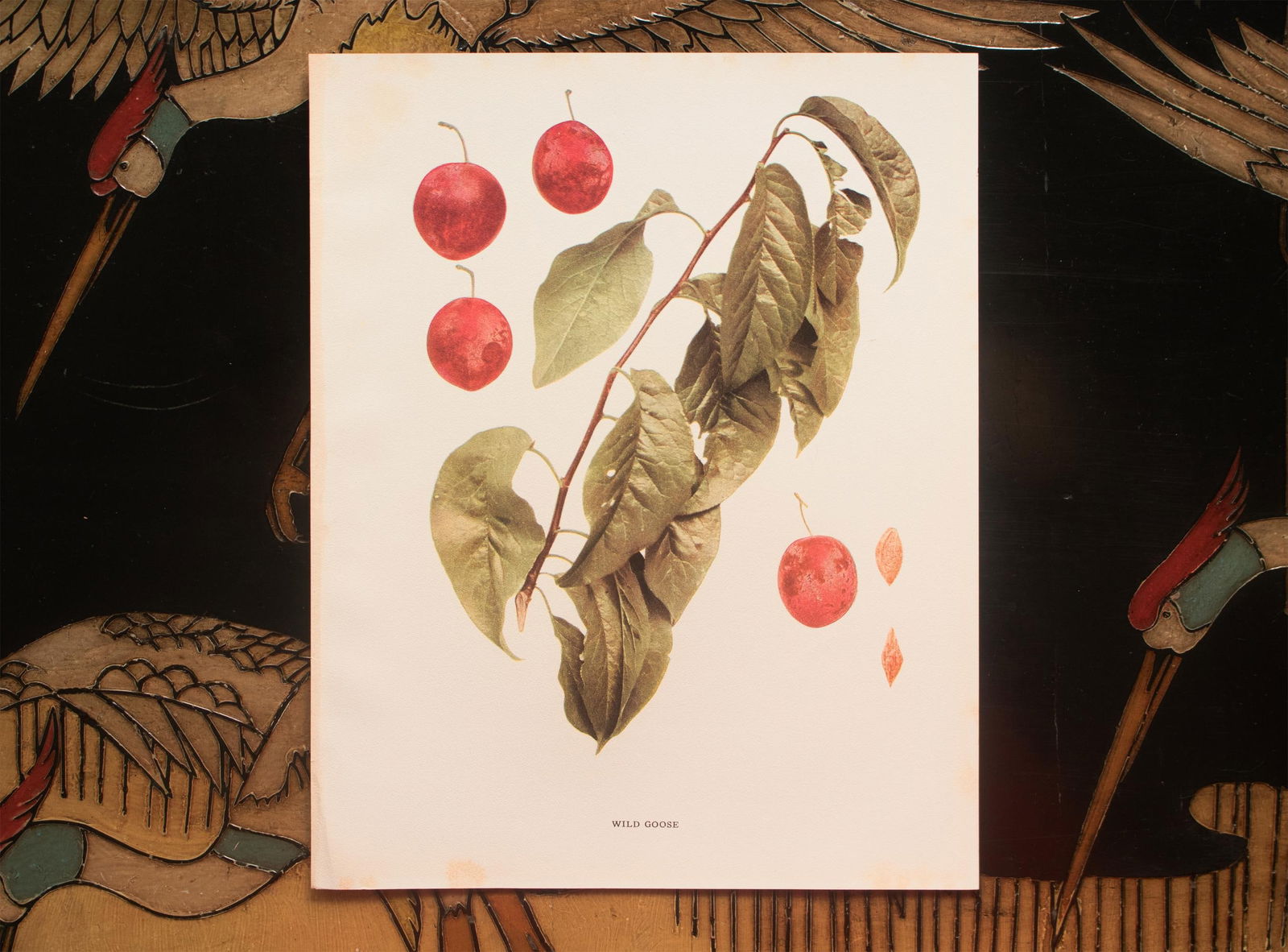 1900s U. P. Hedrick, Original Antique Photogravure of Wild Goose Plums - 6