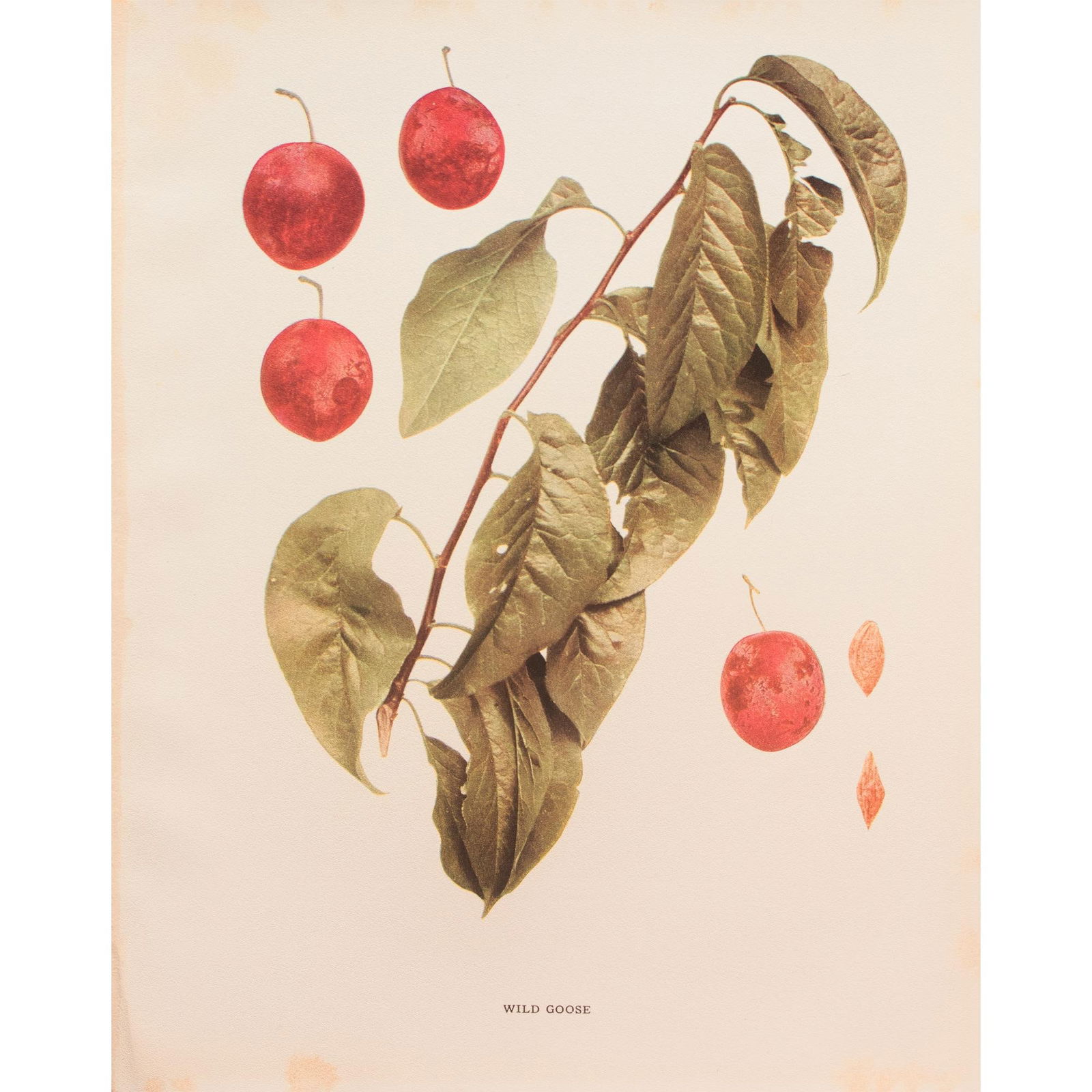 1900s U. P. Hedrick, Original Antique Photogravure of Wild Goose Plums - 7