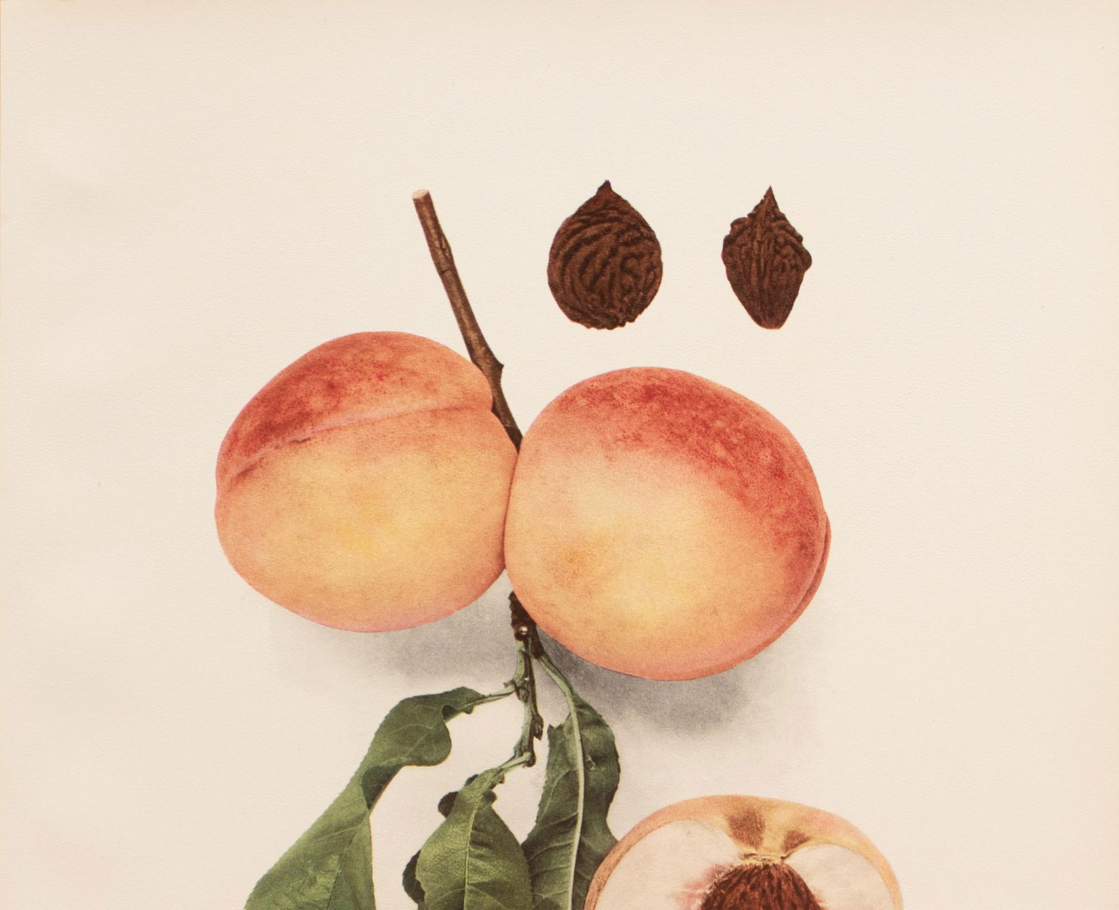 1900s U. P. Hedrick, Original Antique Photogravure of Late Rareripe Peaches - 2