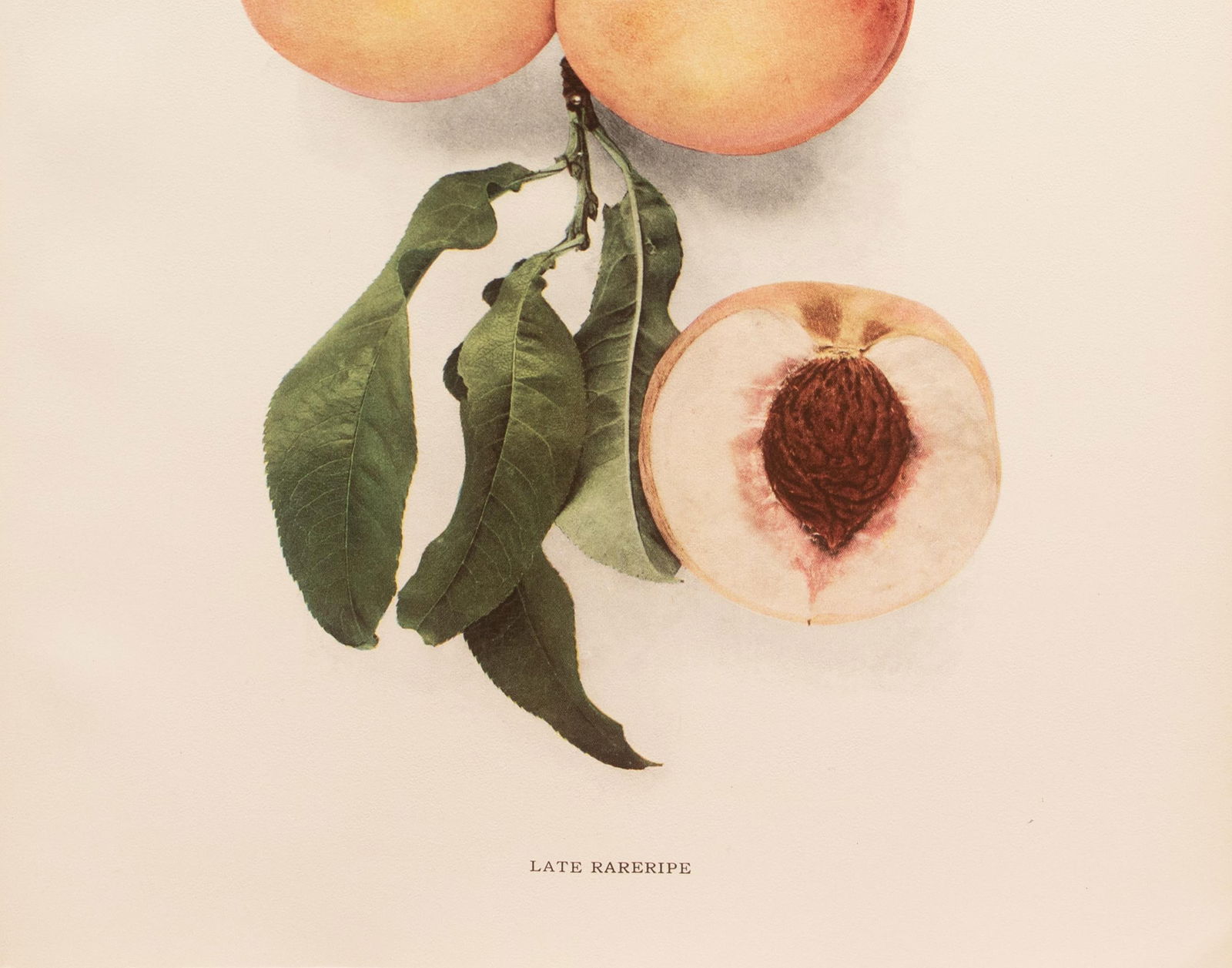1900s U. P. Hedrick, Original Antique Photogravure of Late Rareripe Peaches - 3