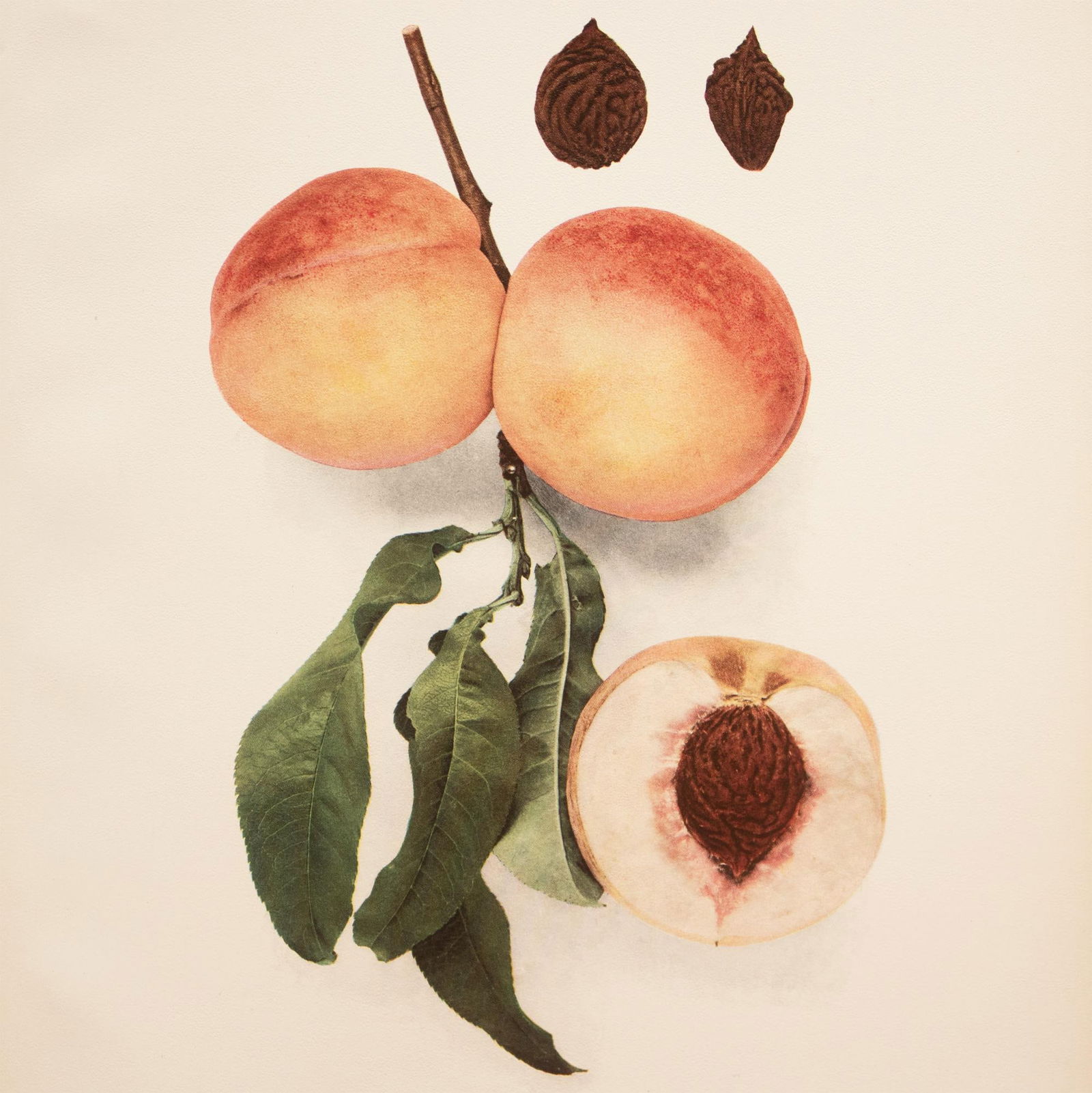 1900s U. P. Hedrick, Original Antique Photogravure of Late Rareripe Peaches - 4