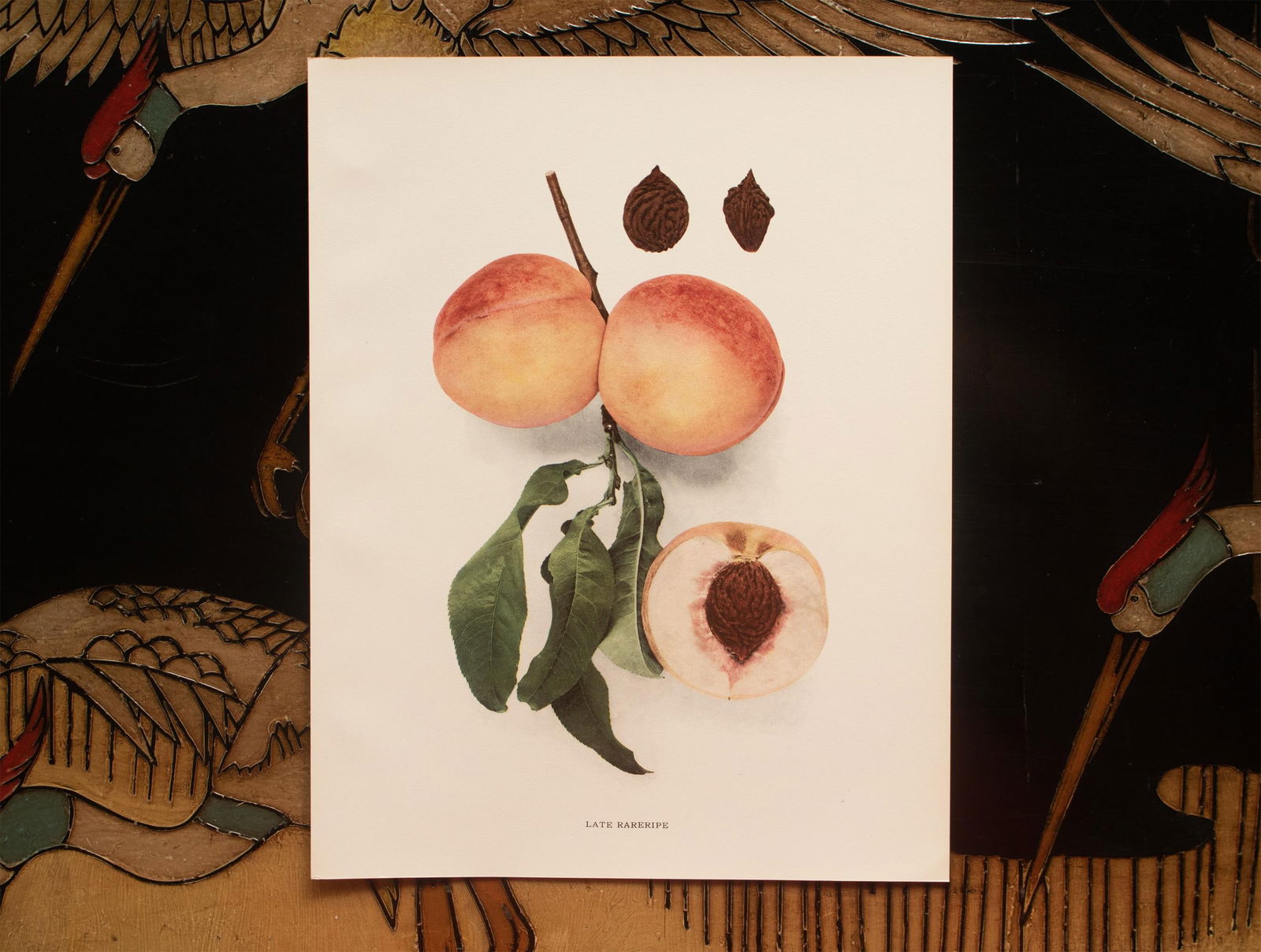 1900s U. P. Hedrick, Original Antique Photogravure of Late Rareripe Peaches - 6