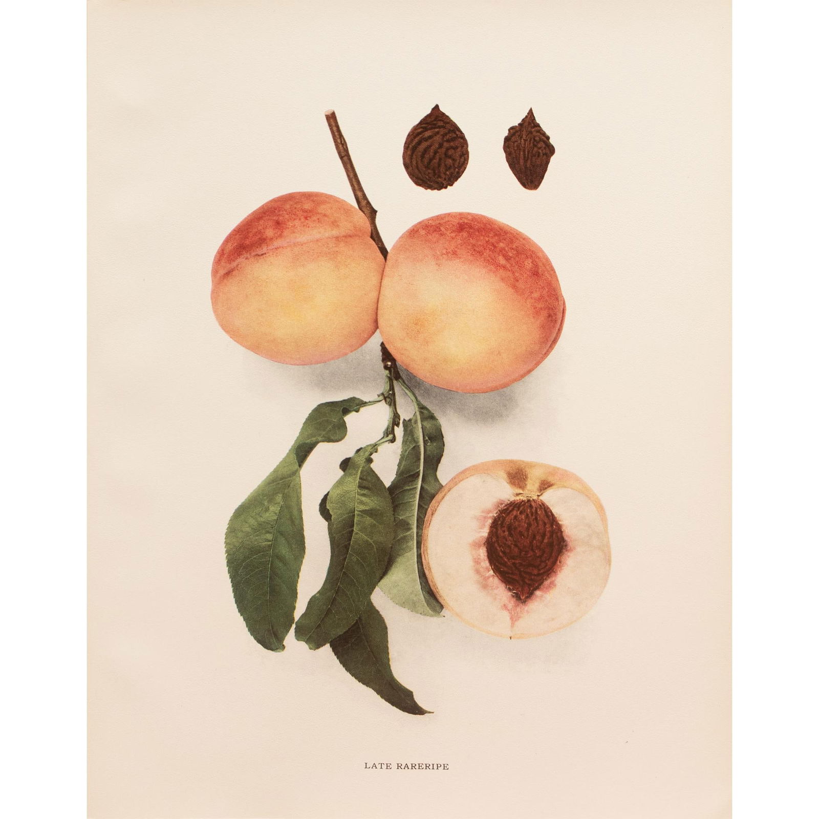 1900s U. P. Hedrick, Original Antique Photogravure of Late Rareripe Peaches - 7