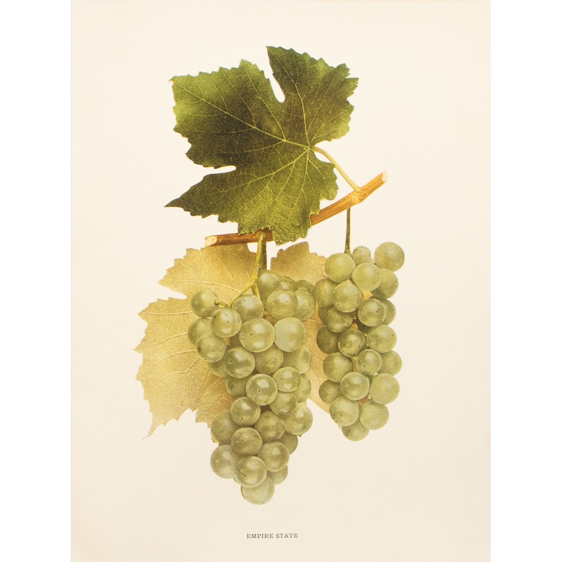 1900s U. P. Hedrick, Original Antique Photogravure of Empire State Grapes (1 of 7)