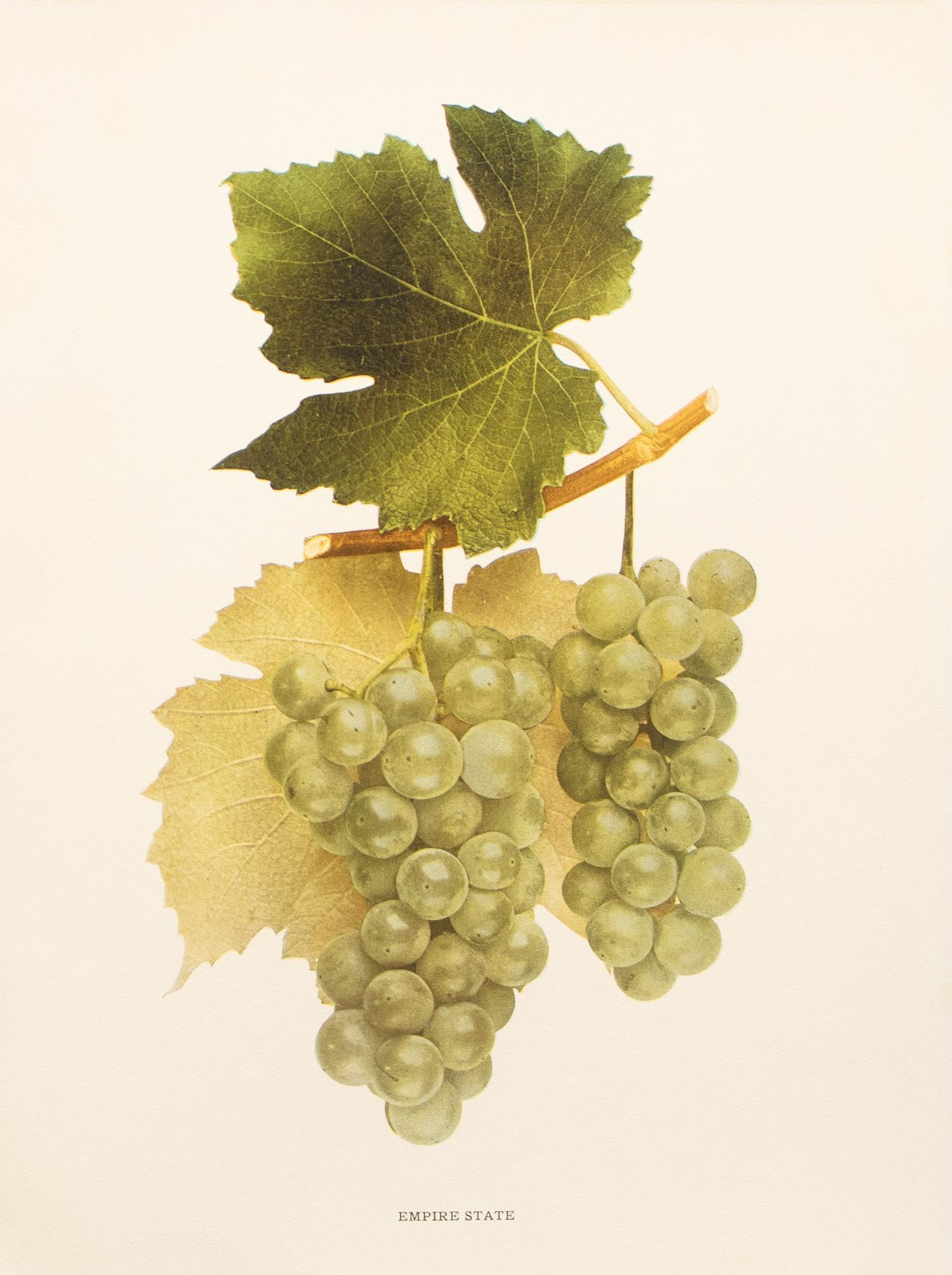 1900s U. P. Hedrick, Original Antique Photogravure of Empire State Grapes - 2