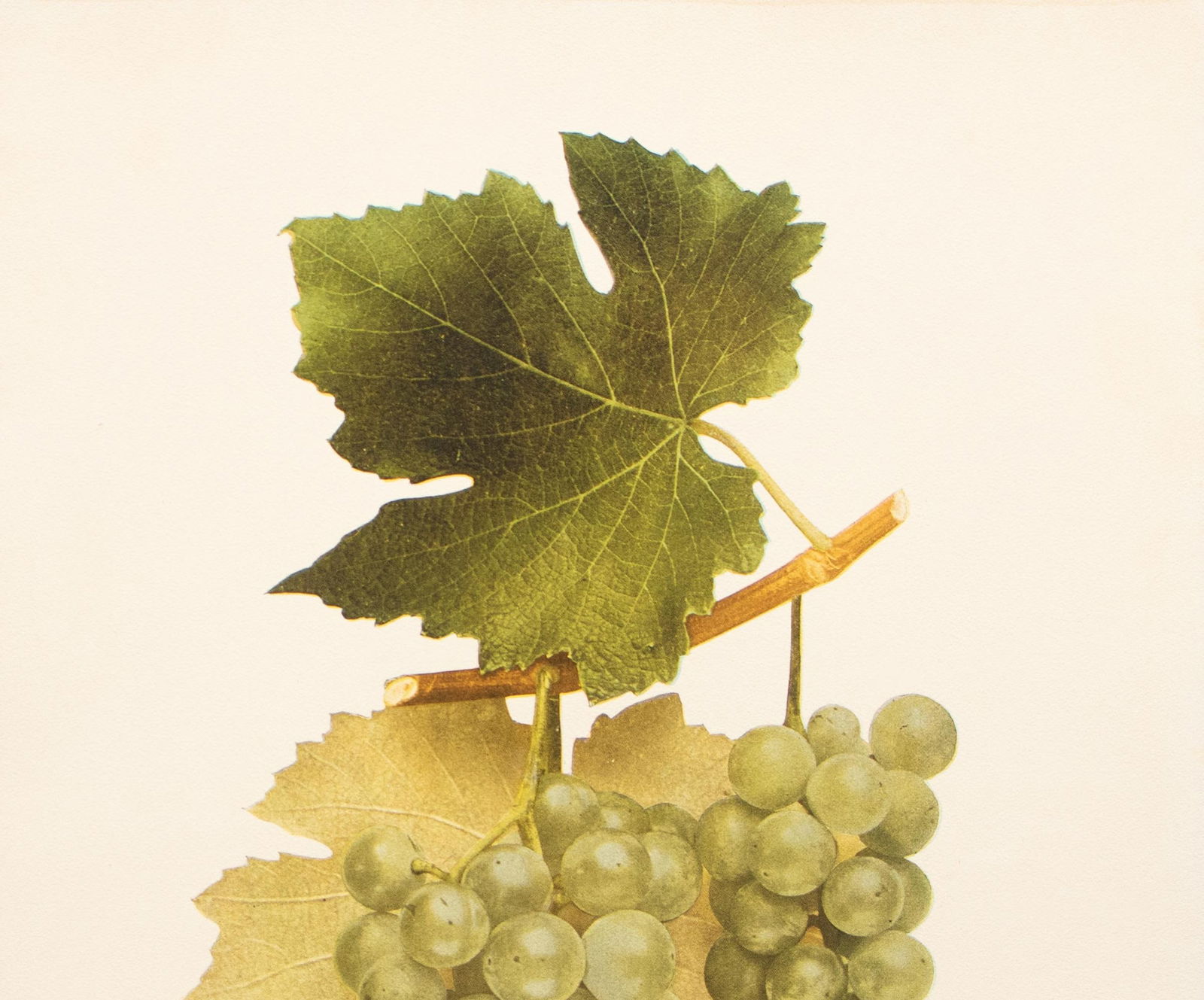 1900s U. P. Hedrick, Original Antique Photogravure of Empire State Grapes - 3