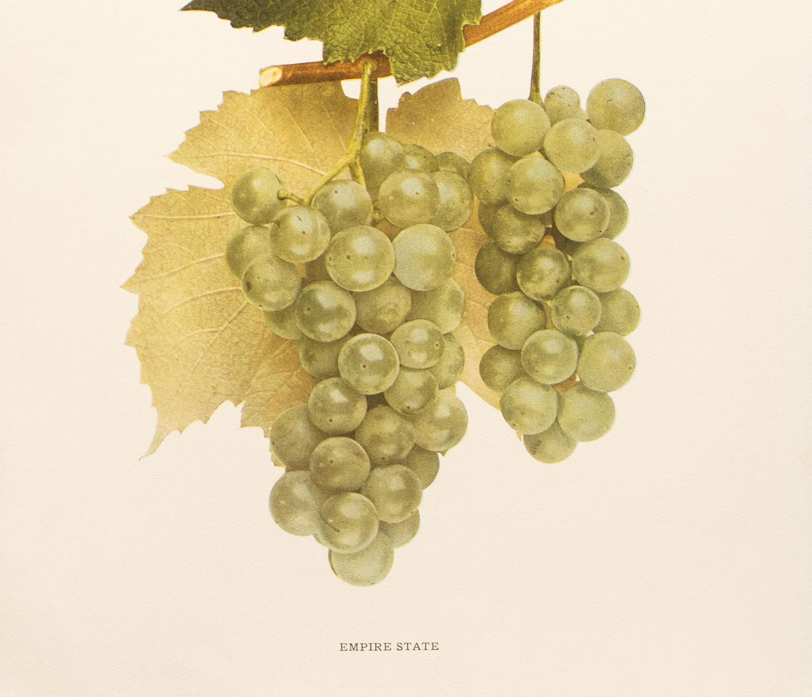 1900s U. P. Hedrick, Original Antique Photogravure of Empire State Grapes - 4