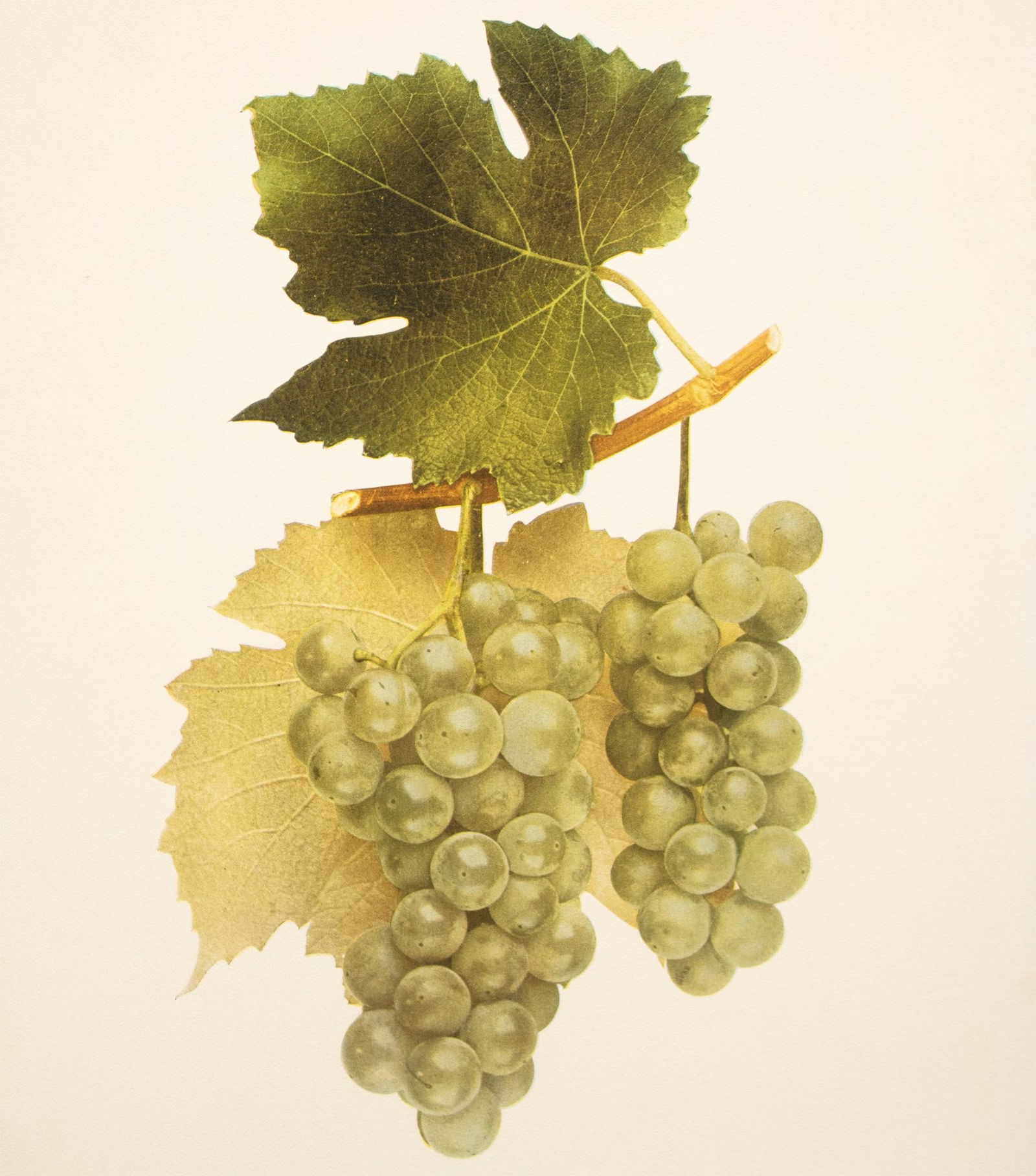 1900s U. P. Hedrick, Original Antique Photogravure of Empire State Grapes - 5