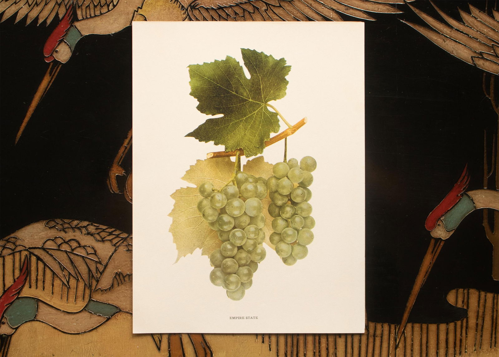 1900s U. P. Hedrick, Original Antique Photogravure of Empire State Grapes - 6