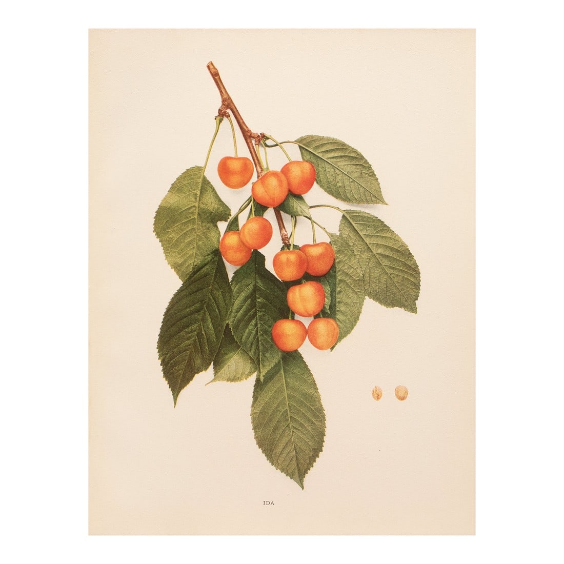 1900s U. P. Hedrick, Original Antique Photogravure of Ida Cherries: A magnificent original antique photogravure (print) of Ida Cherries by Ulysses Prentiss Hedrick (1870-1951). Superb quality. Printed on one side on heavy paper. Published and printed in early 1900s.