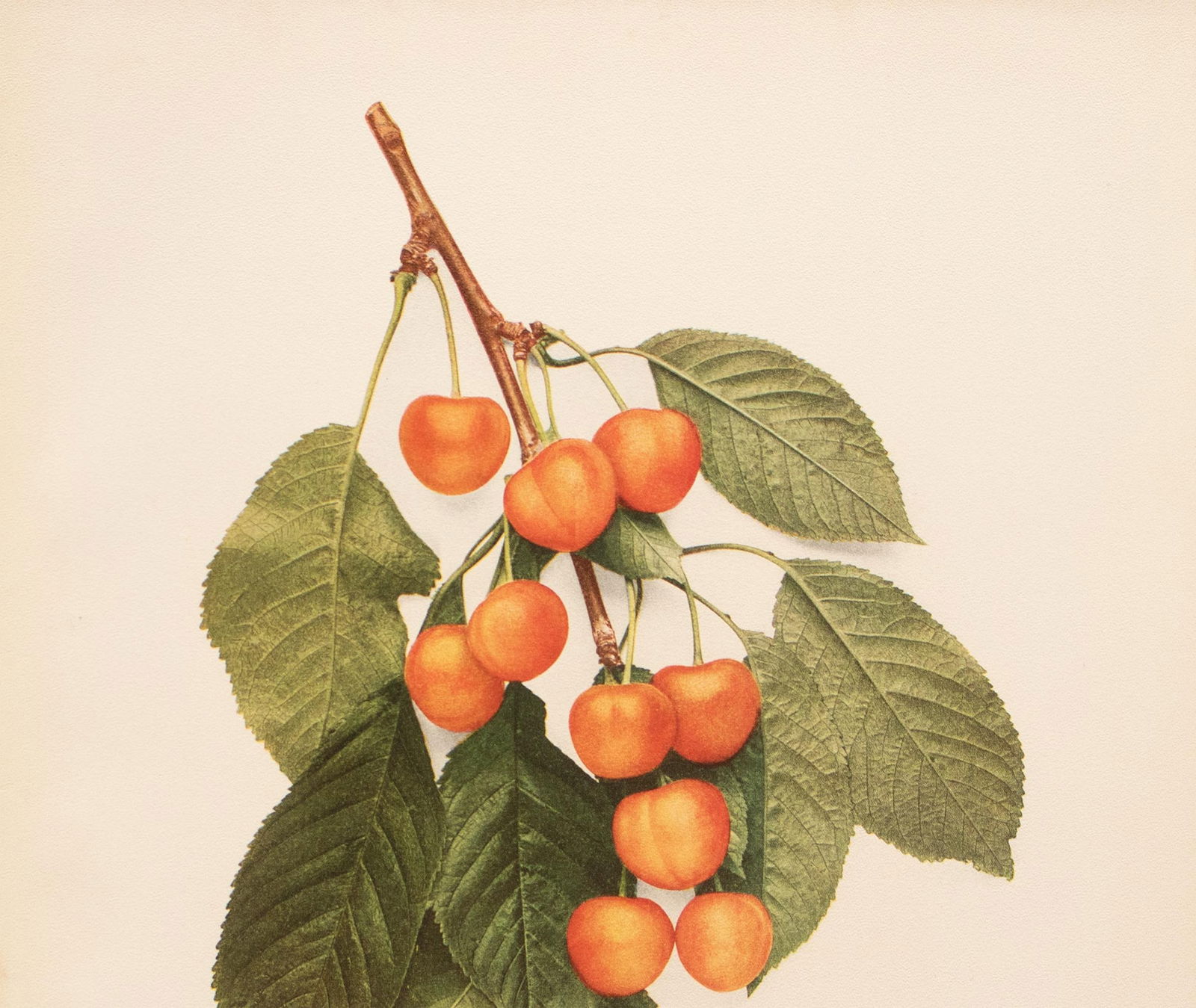 1900s U. P. Hedrick, Original Antique Photogravure of Ida Cherries - 3