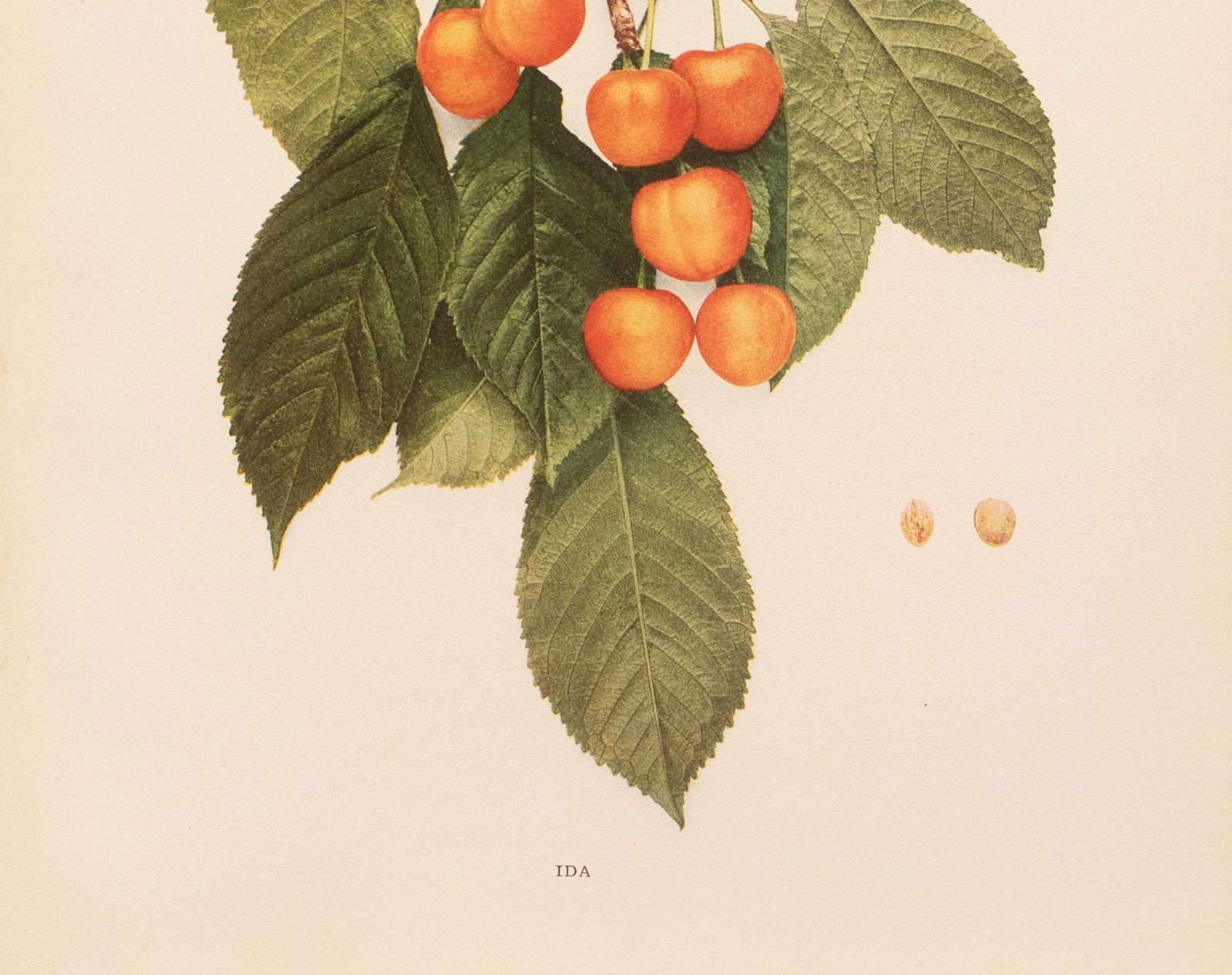 1900s U. P. Hedrick, Original Antique Photogravure of Ida Cherries - 4