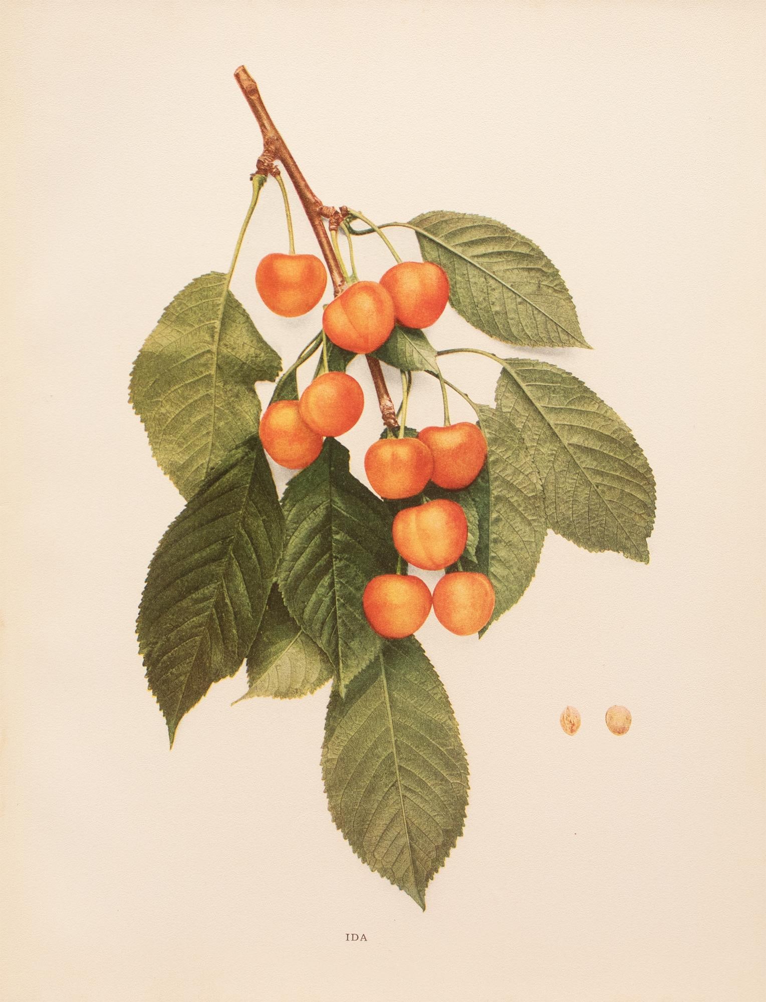 1900s U. P. Hedrick, Original Antique Photogravure of Ida Cherries - 7