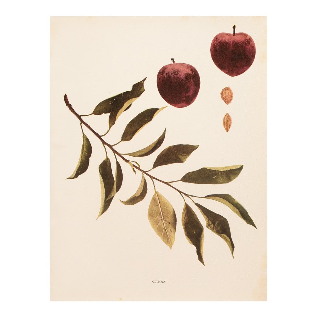 1900s U. P. Hedrick, Original Antique Photogravure of Climax Plums (1 of 7)