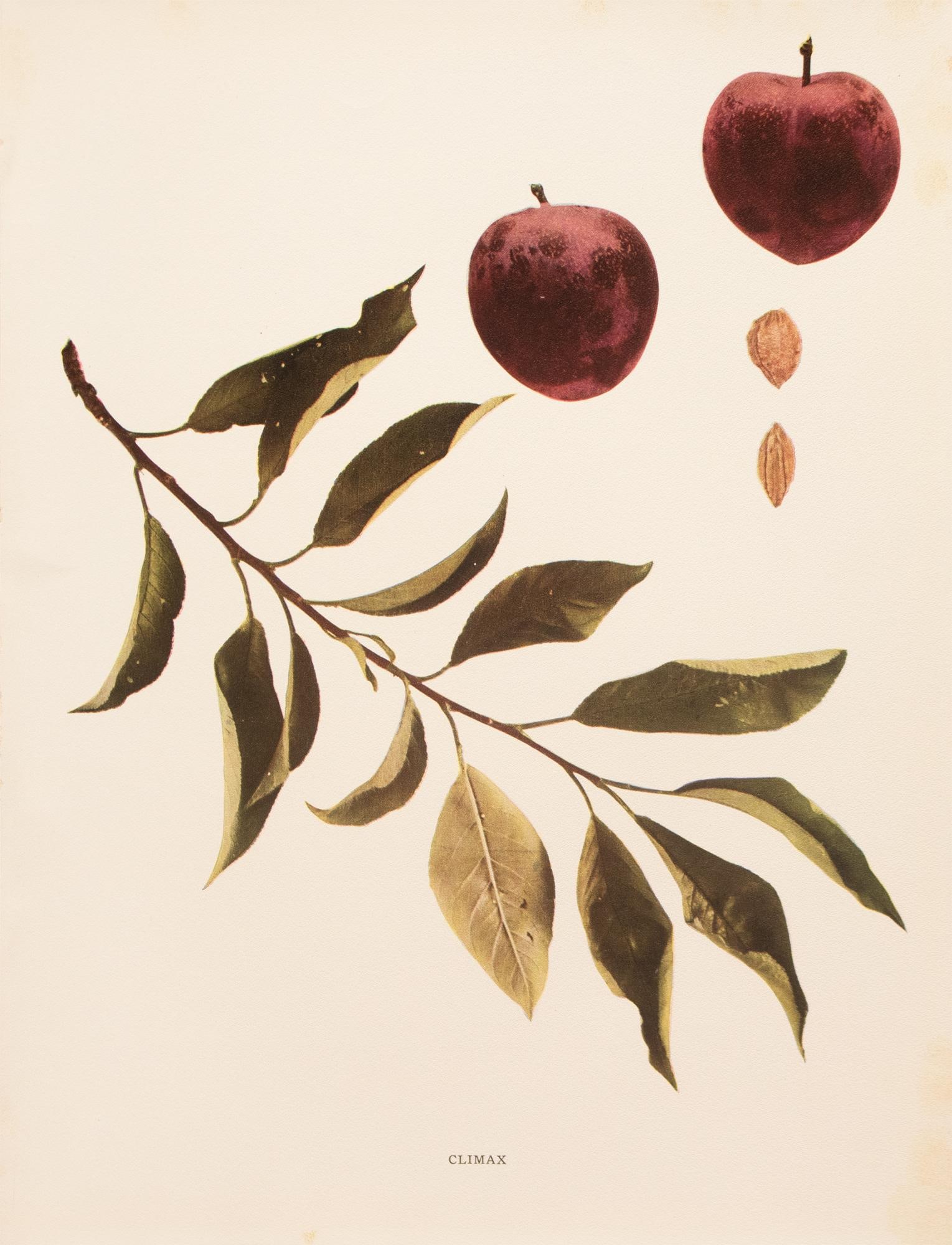 1900s U. P. Hedrick, Original Antique Photogravure of Climax Plums - 2