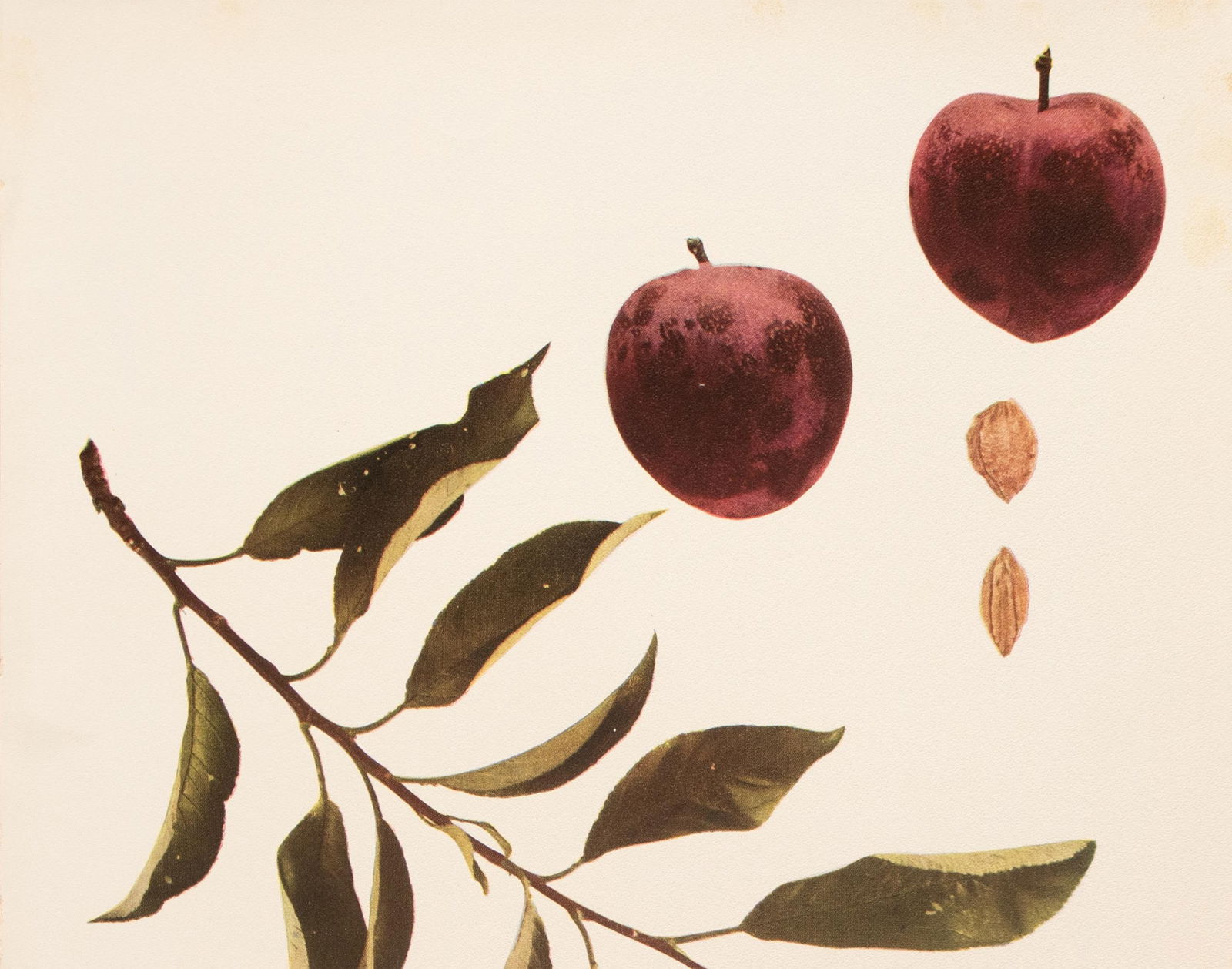 1900s U. P. Hedrick, Original Antique Photogravure of Climax Plums - 3