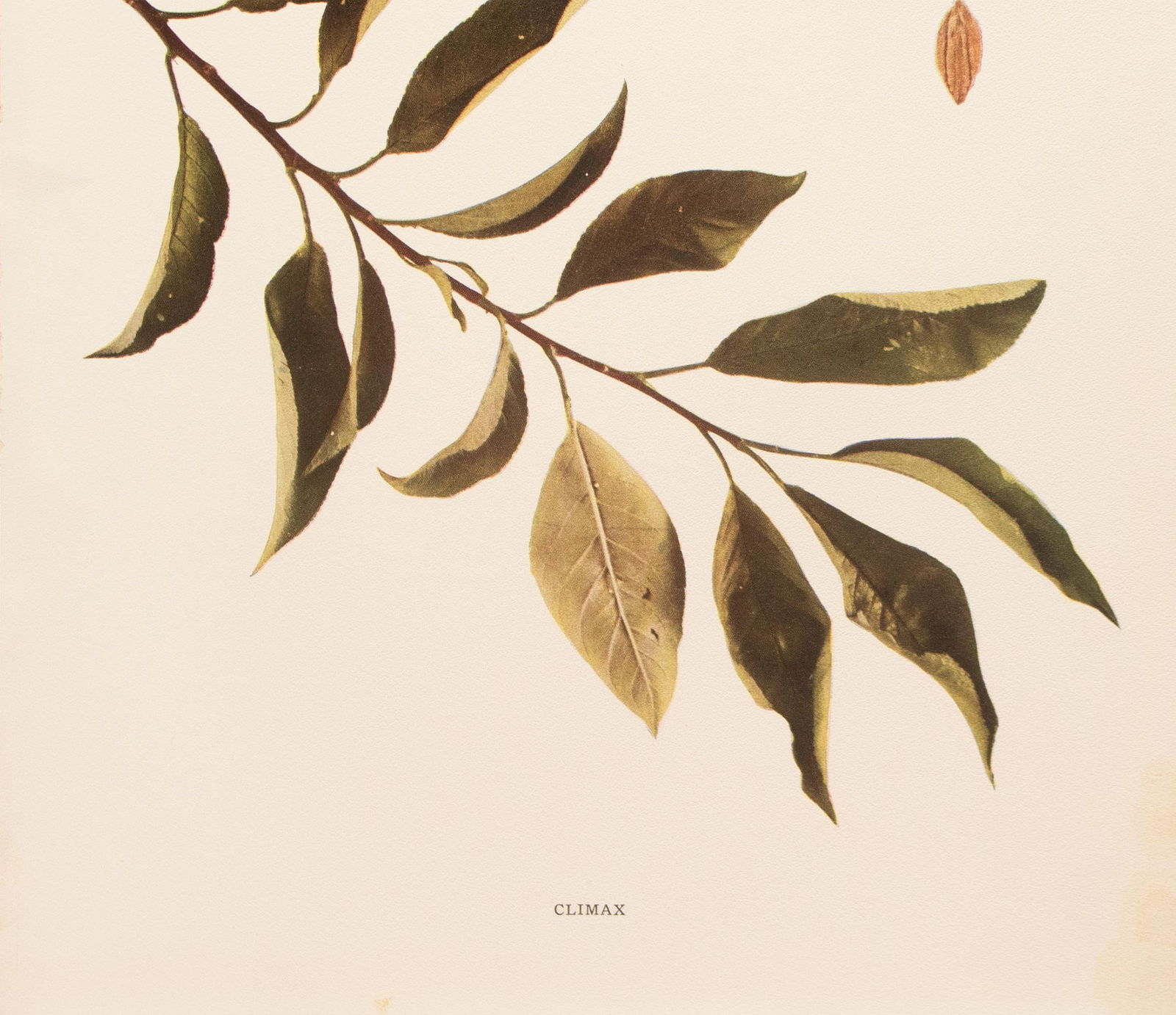 1900s U. P. Hedrick, Original Antique Photogravure of Climax Plums - 4