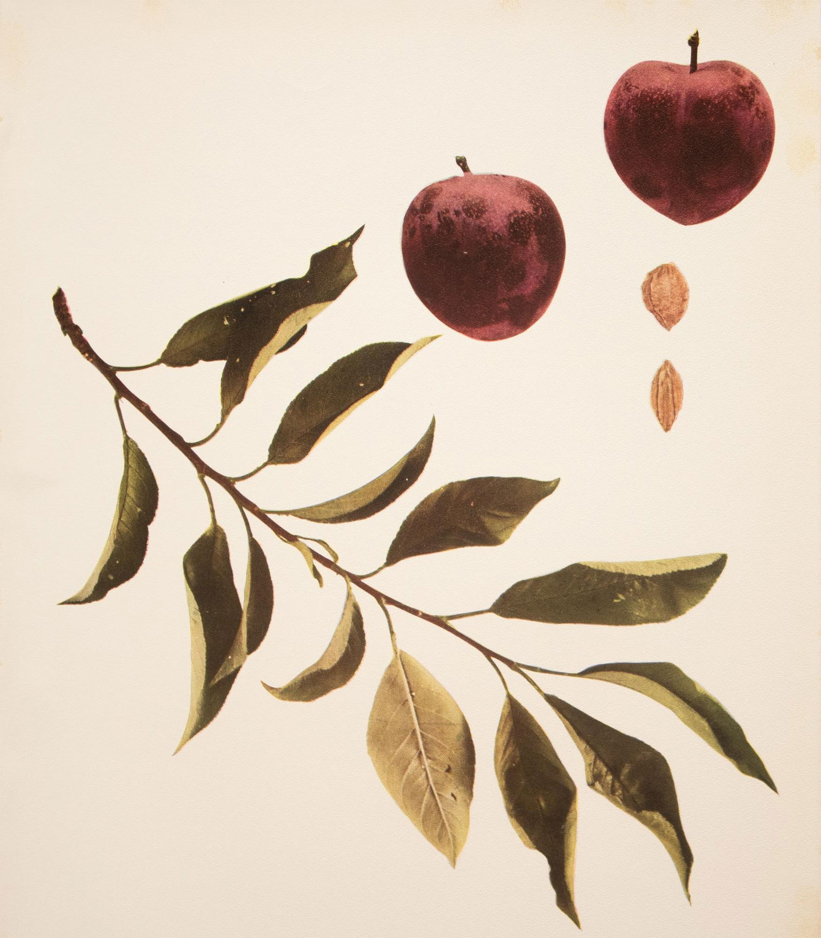 1900s U. P. Hedrick, Original Antique Photogravure of Climax Plums - 5