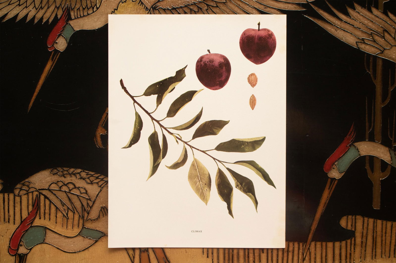 1900s U. P. Hedrick, Original Antique Photogravure of Climax Plums - 6