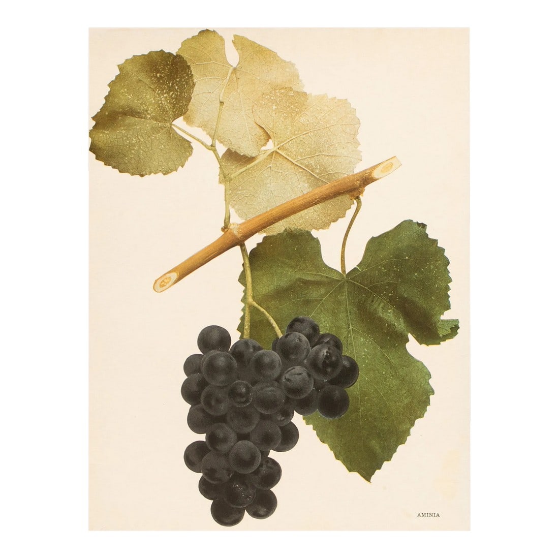1900s U. P. Hedrick, Original Antique Photogravure of Aminia Grapes: A magnificent original antique photogravure (print) of Aminia Grapes by Ulysses Prentiss Hedrick (1870-1951). Superb quality. Printed on one side on heavy paper. Published and printed in early 1900s.