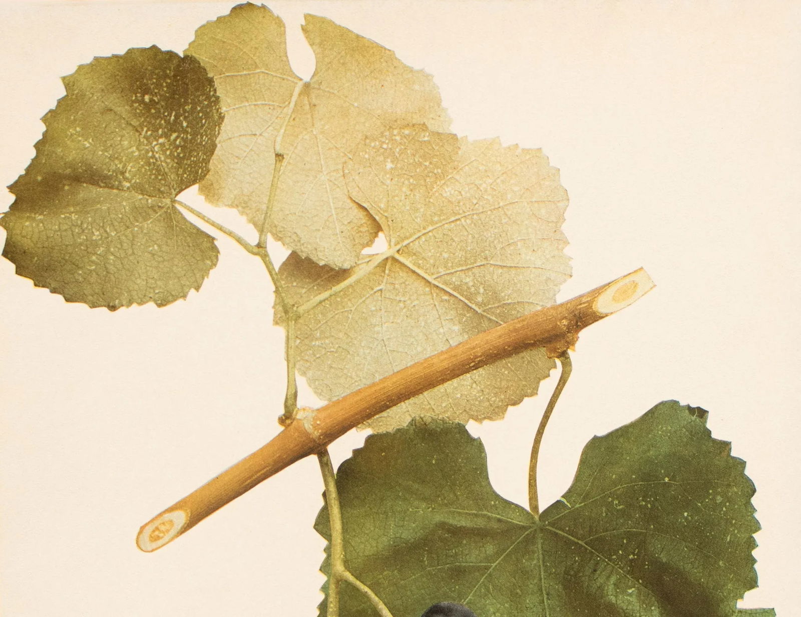 1900s U. P. Hedrick, Original Antique Photogravure of Aminia Grapes - 3