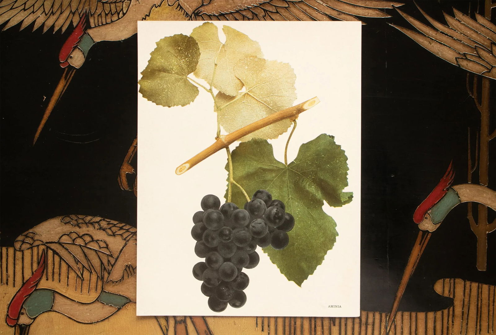 1900s U. P. Hedrick, Original Antique Photogravure of Aminia Grapes - 6
