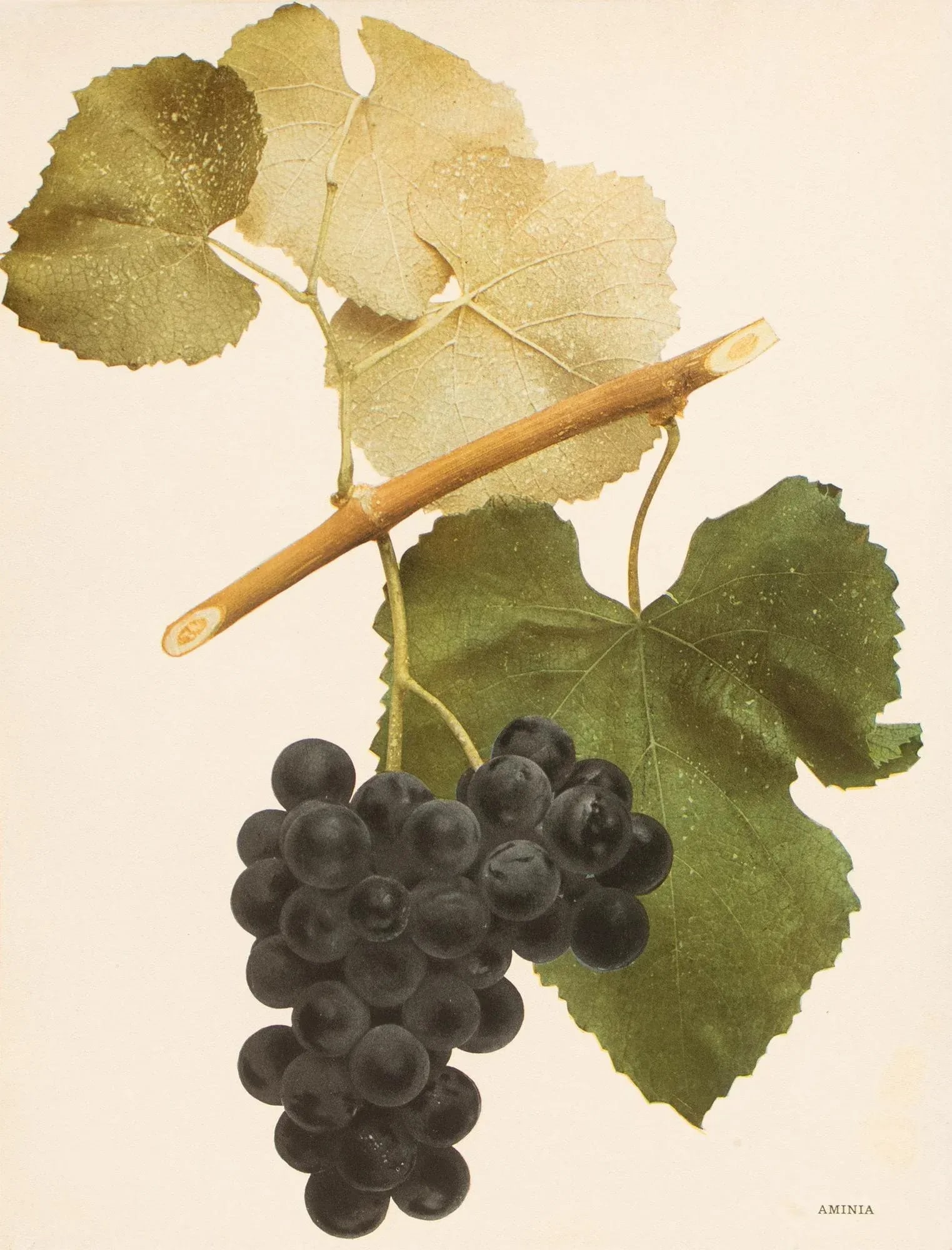 1900s U. P. Hedrick, Original Antique Photogravure of Aminia Grapes - 7