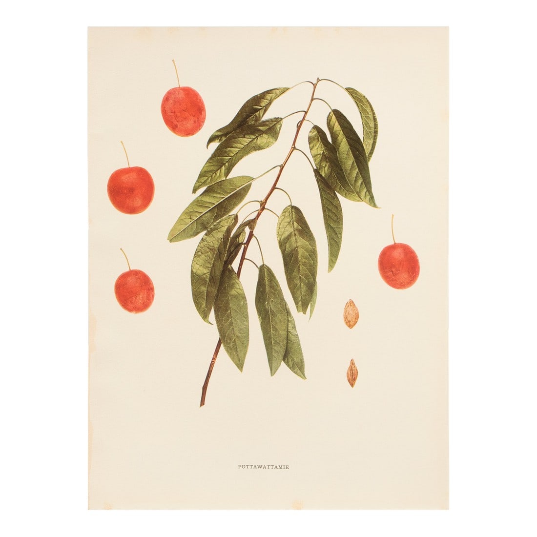 1900s U. P. Hedrick, Original Antique Photogravure of Pottawattamie Plums: A magnificent original antique photogravure (print) of Pottawattamie Plums by Ulysses Prentiss Hedrick (1870-1951). Superb quality. Printed on one side on heavy paper. Published and printed in early 1