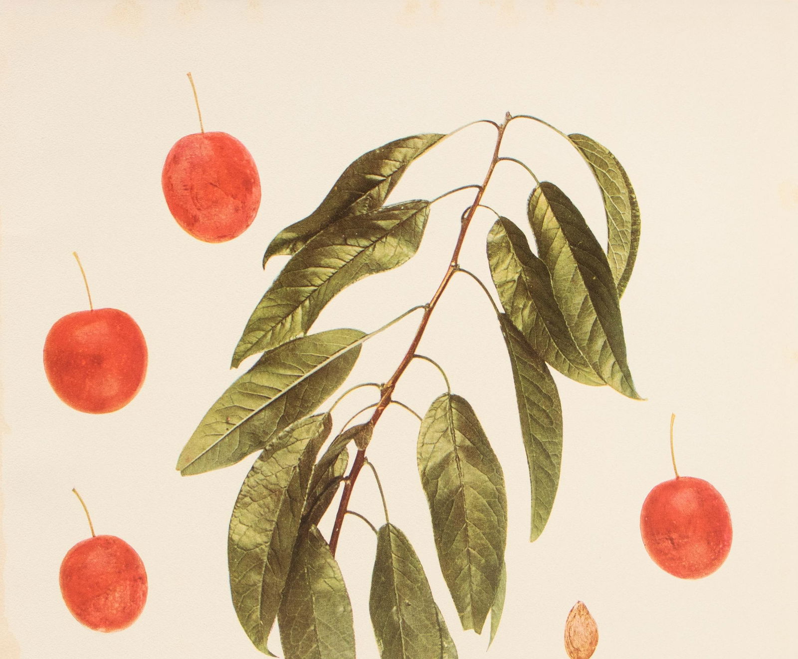 1900s U. P. Hedrick, Original Antique Photogravure of Pottawattamie Plums - 3