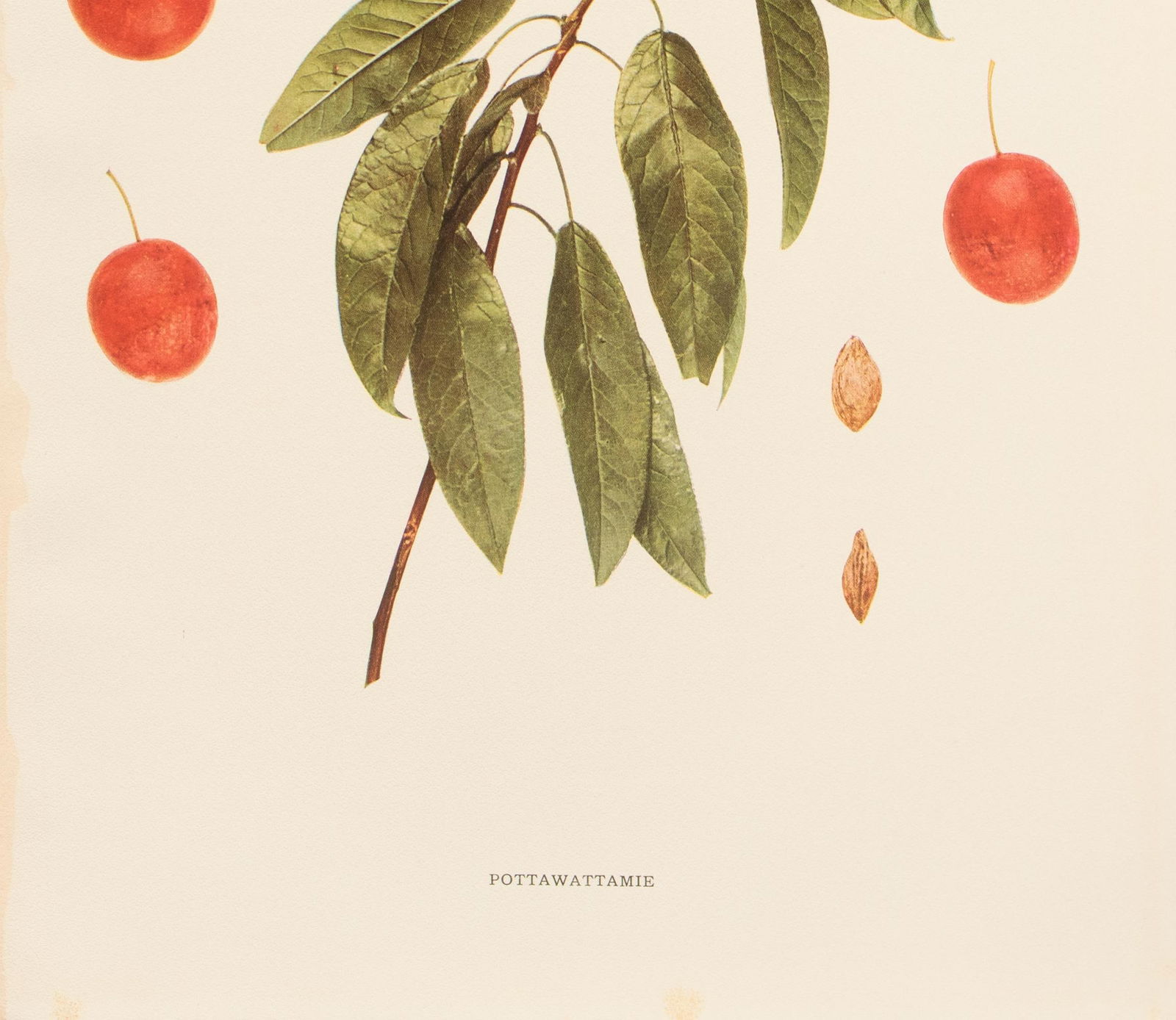 1900s U. P. Hedrick, Original Antique Photogravure of Pottawattamie Plums - 4