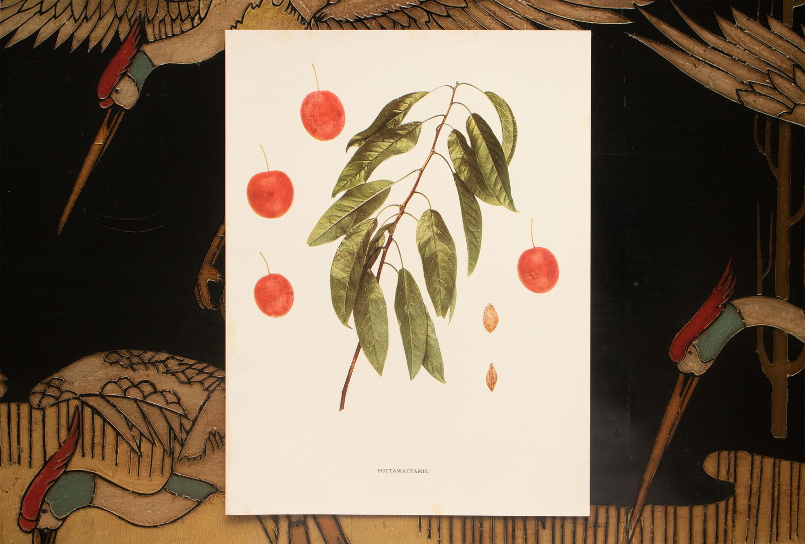 1900s U. P. Hedrick, Original Antique Photogravure of Pottawattamie Plums - 6