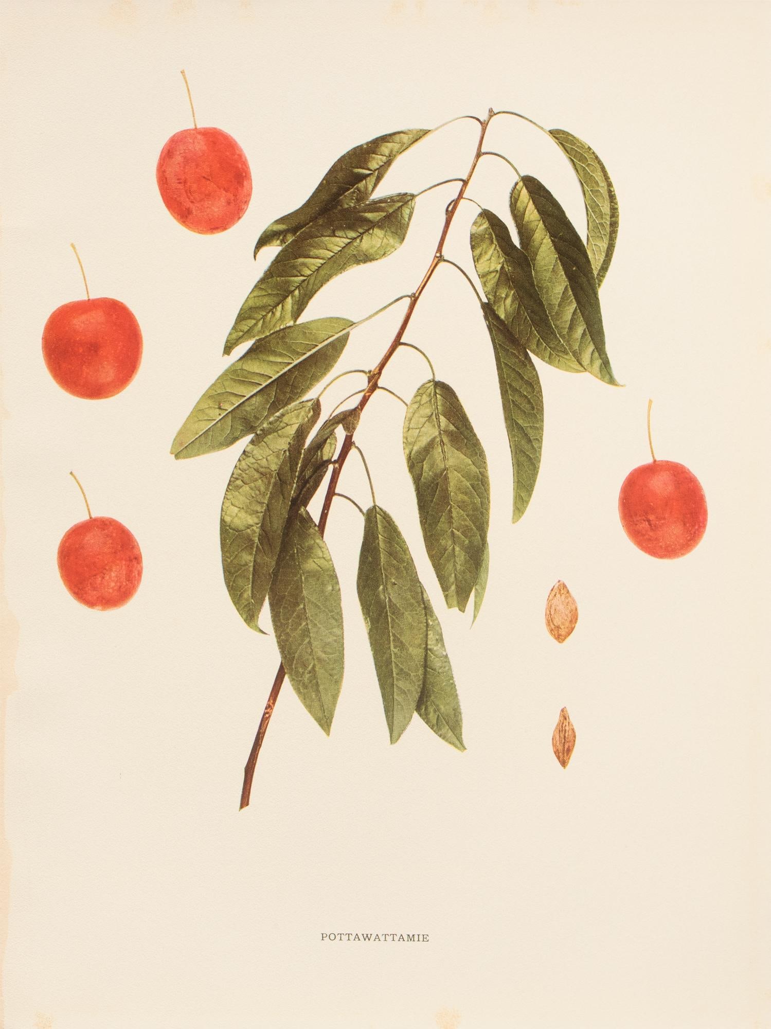 1900s U. P. Hedrick, Original Antique Photogravure of Pottawattamie Plums - 7